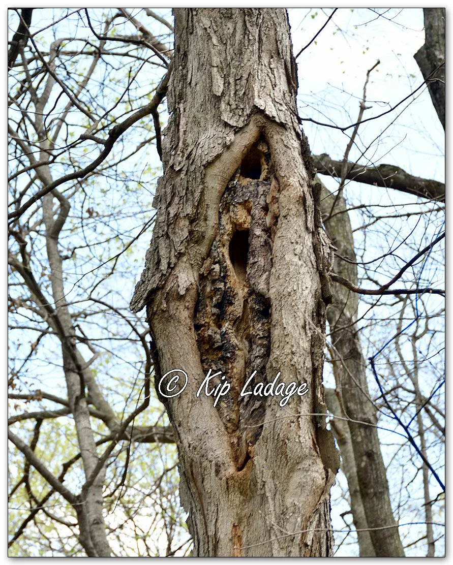 Squirrel Nest Tree - Image 1090572