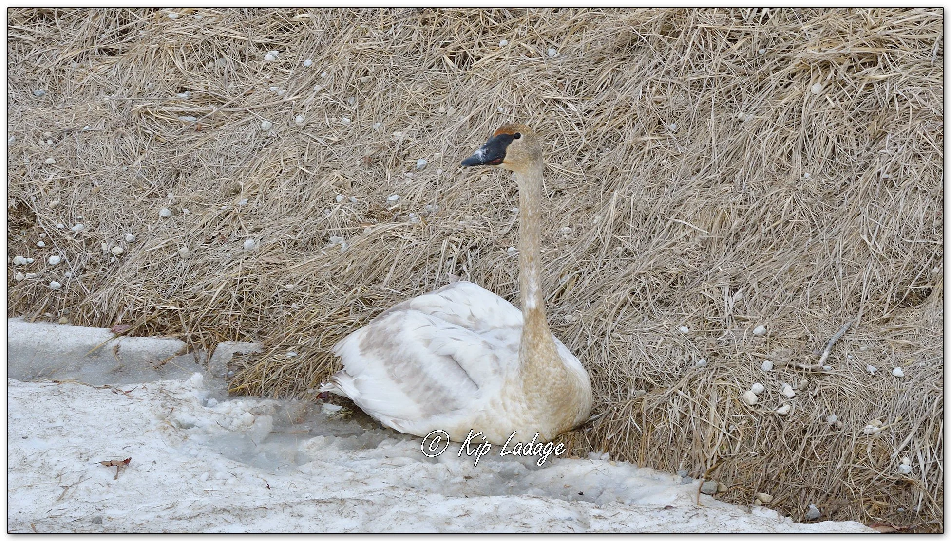 Injured Trumpeter Swan - Image 1068465