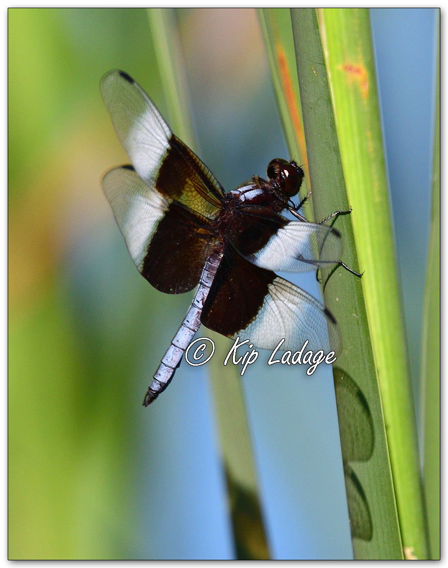 Widow Skimmer Dragonfly - Image 1121383