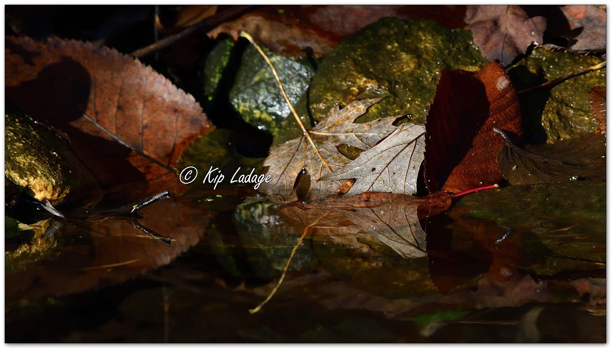 Autumn Leaves on River Bank - image 1165714