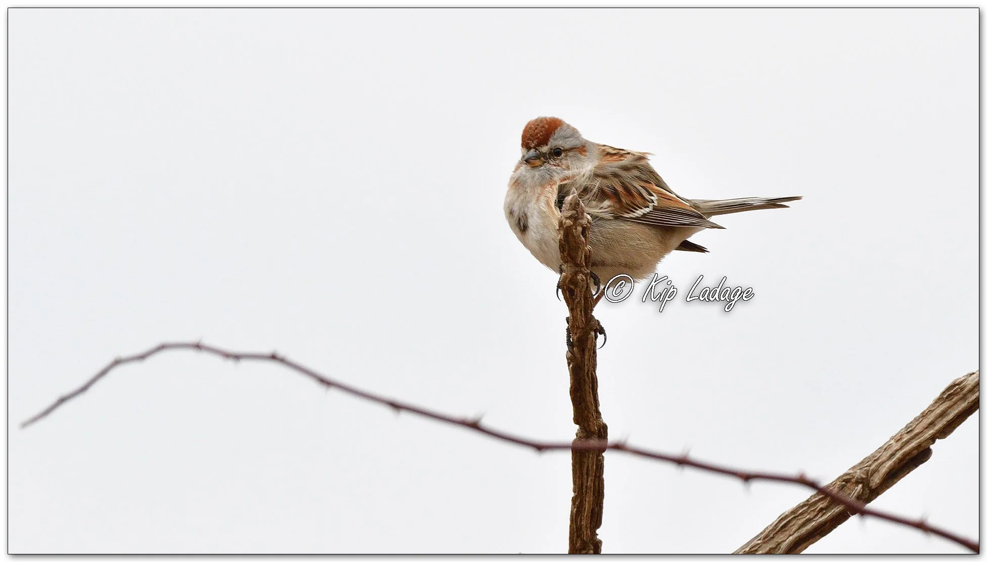 American Tree Sparrow _ Image 1064626