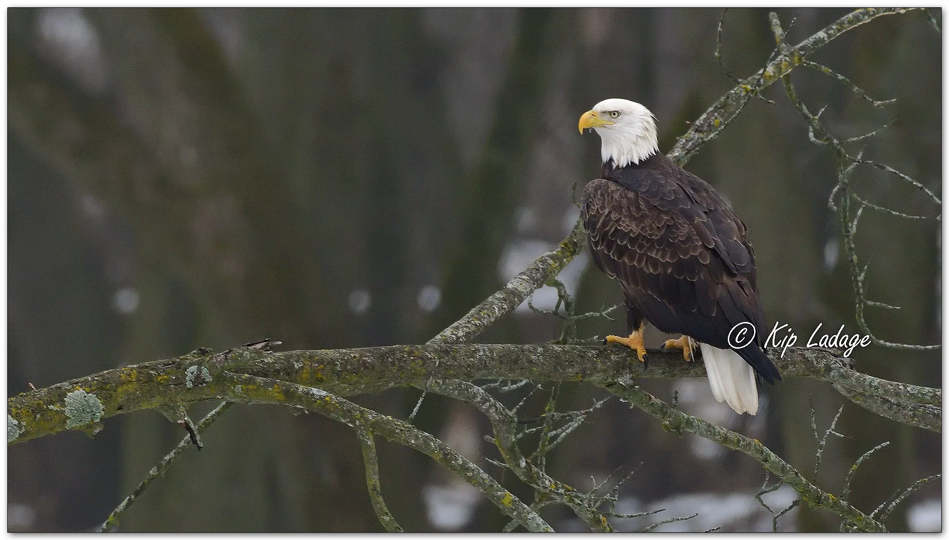 Adult Bald Eagle - Image 1052913