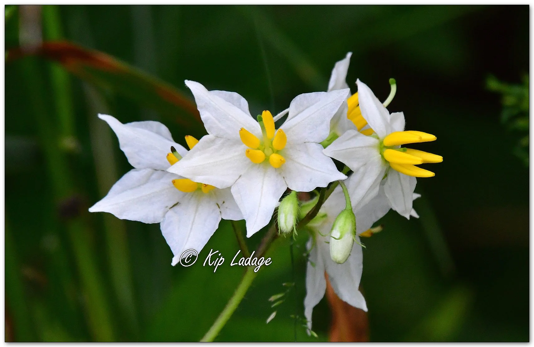 Carolina Horsenettle - Image 1128804