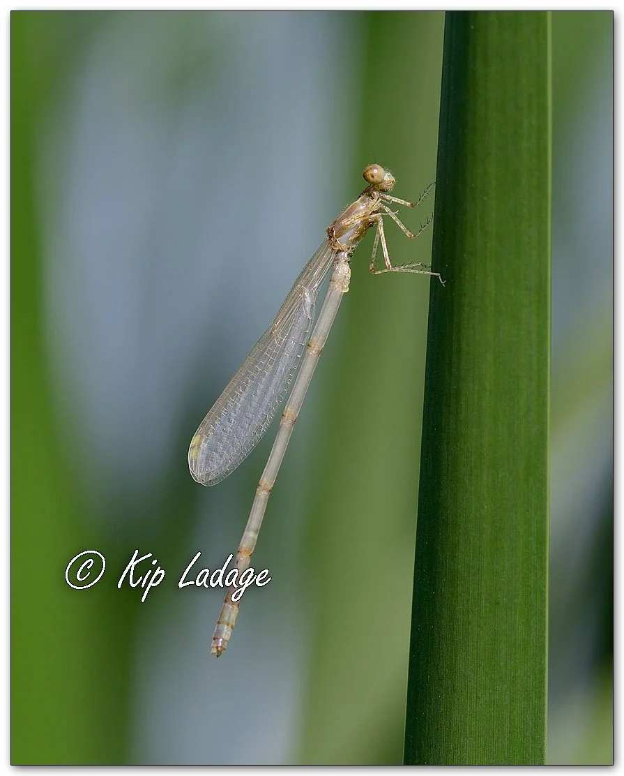 Dusky Spreadwing Damselfly - Image 1105501