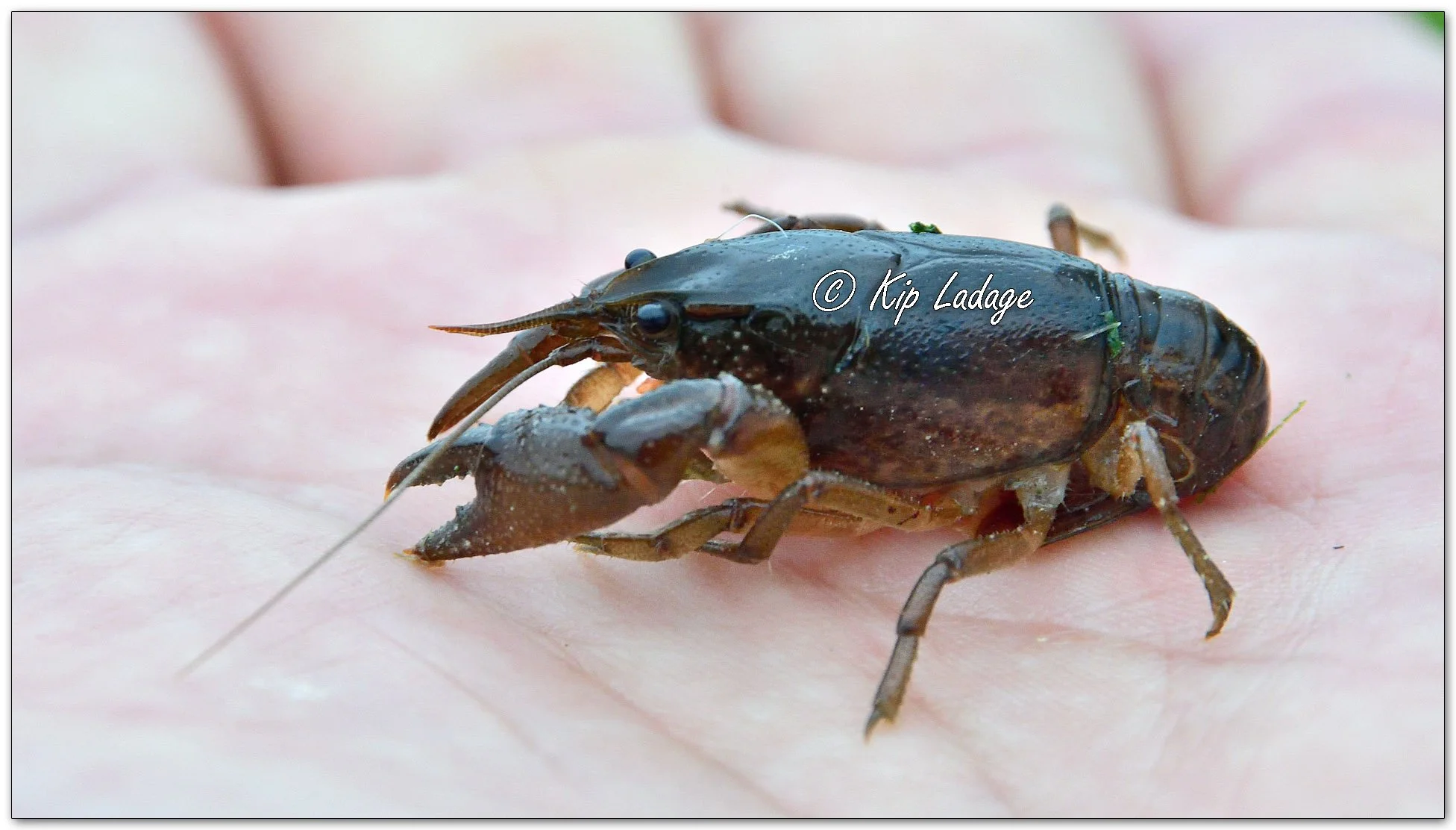 Crawdad in Hand - Image 1116990