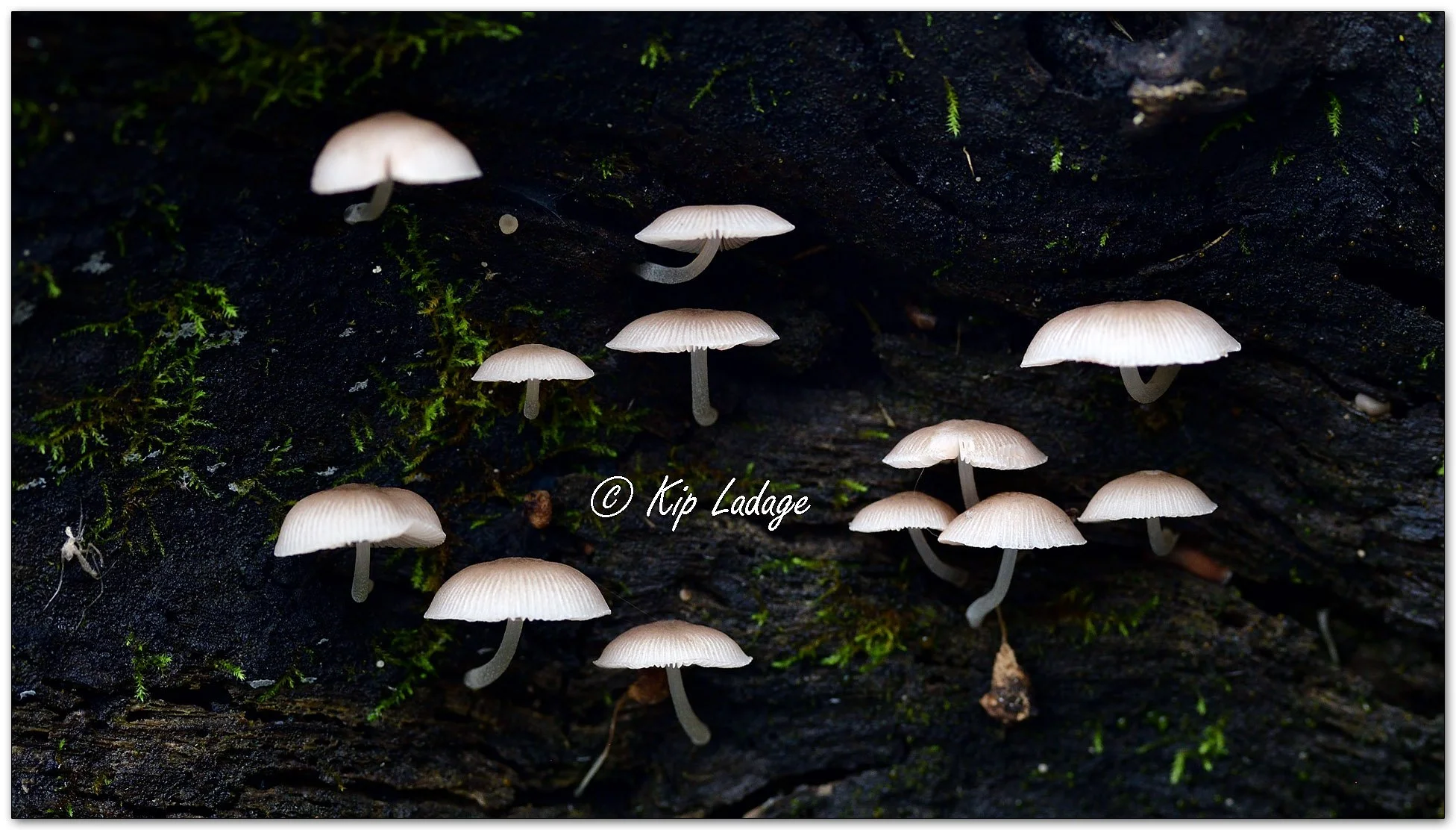 Pleated Pluteus - Image 1134394