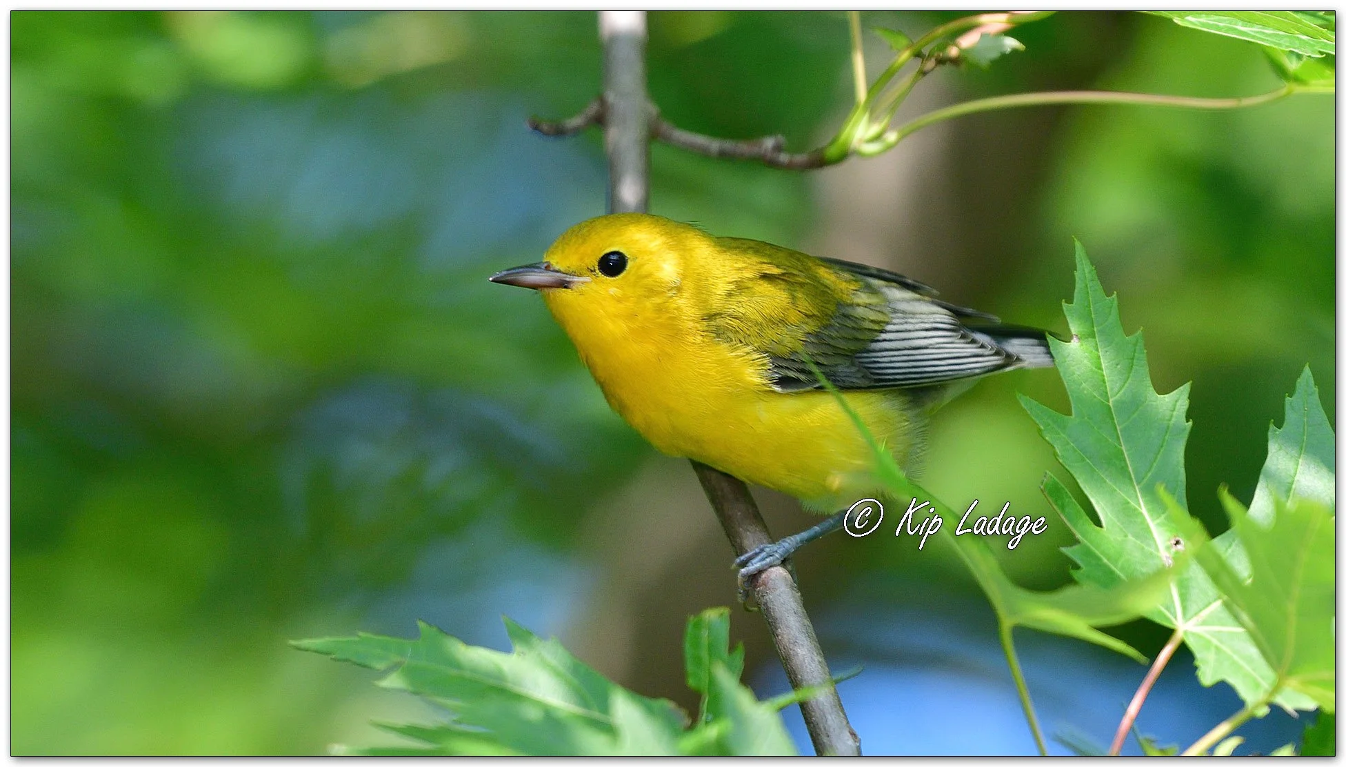Prothonotary Warbler - Image 1126899