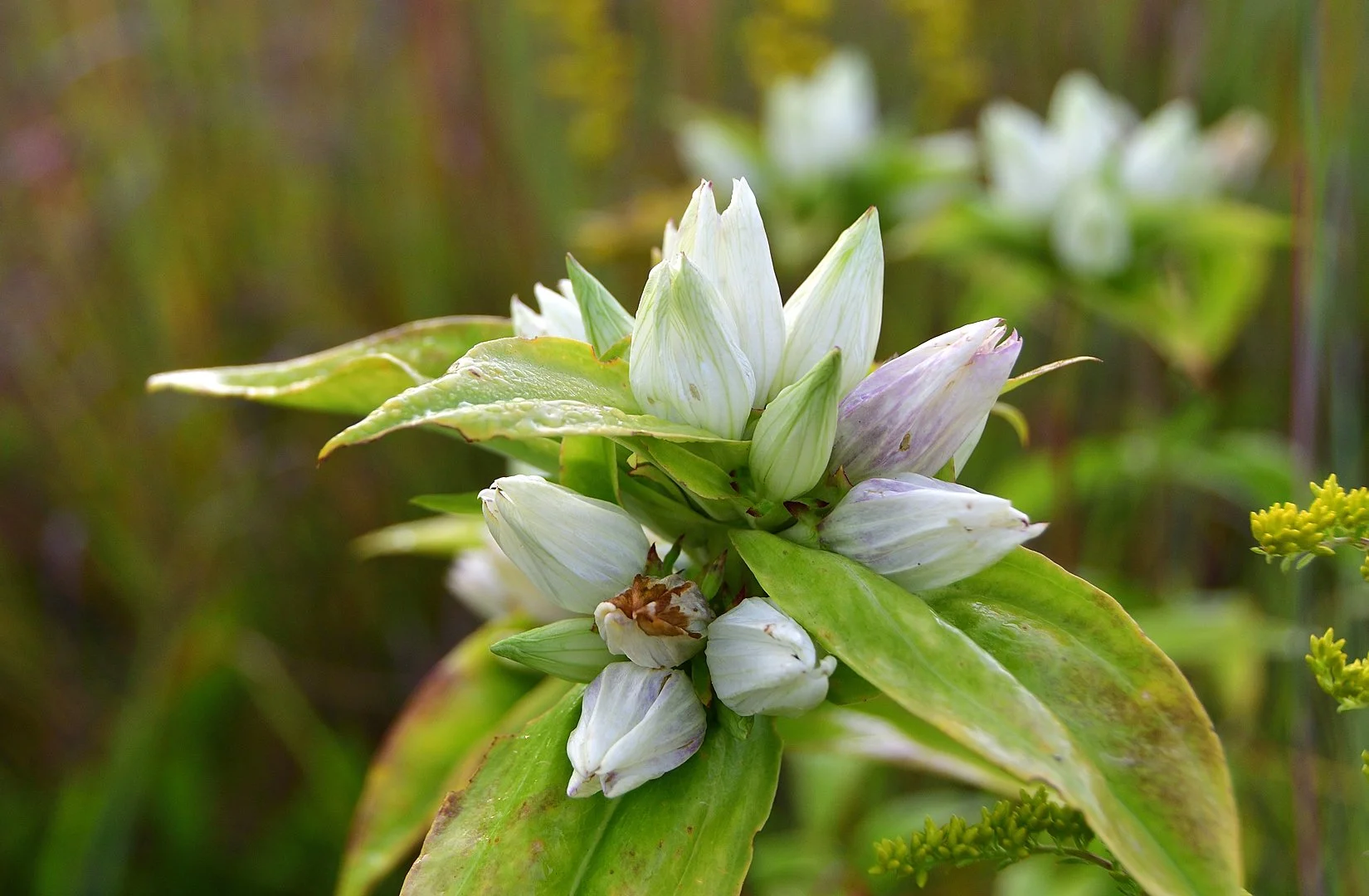 Kip’s Comments - August 26, 2024