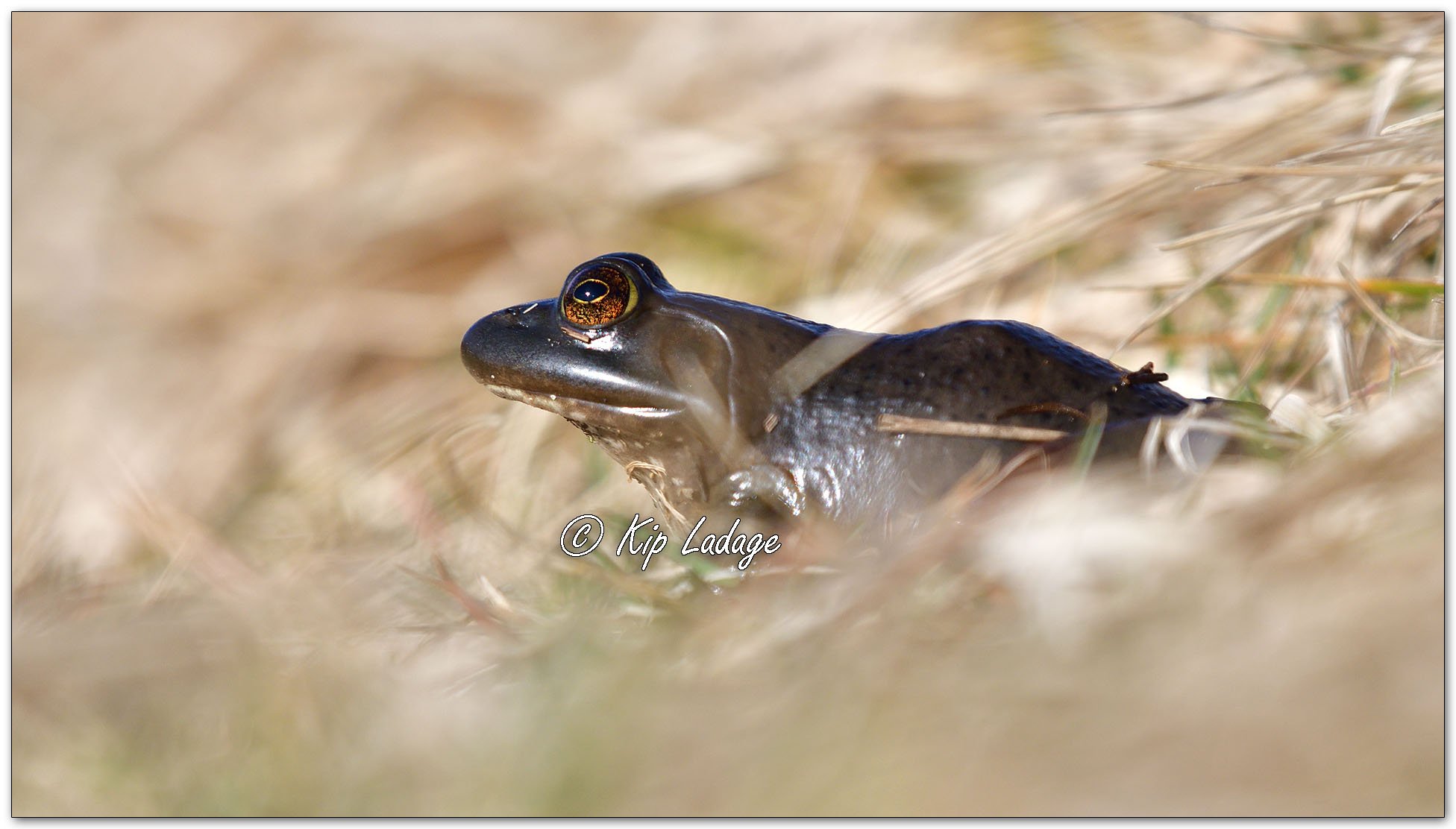 First Bullfrog of the Year - Image 1076107