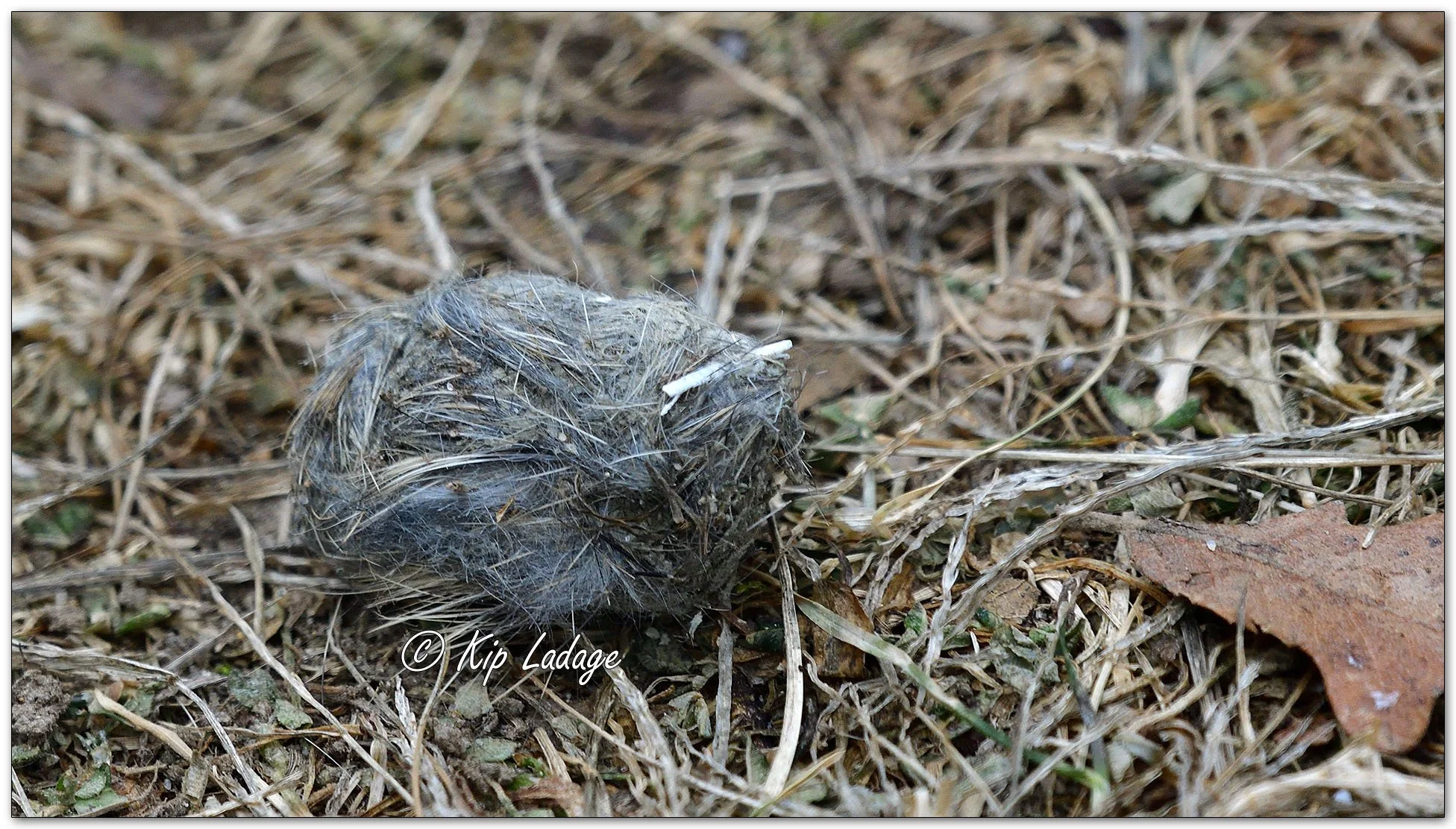 Kip’s Comments - January 10, 2025 — LadagePhotography.com