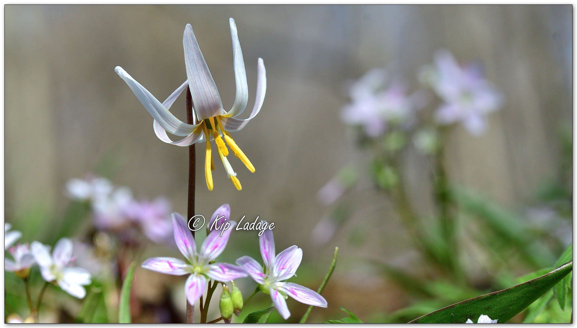 Kip’s Comments - April 22, 2025