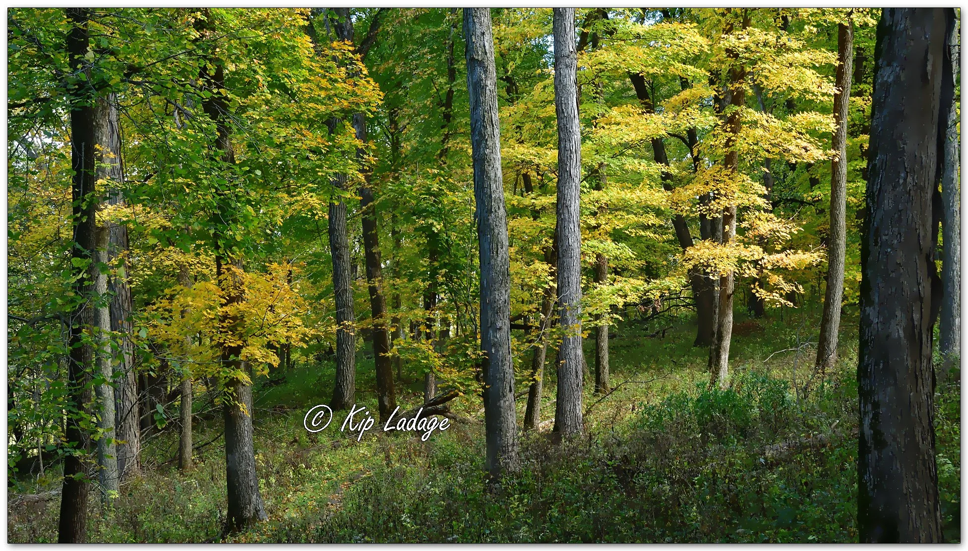 Kip’s Comments - October 22, 2025