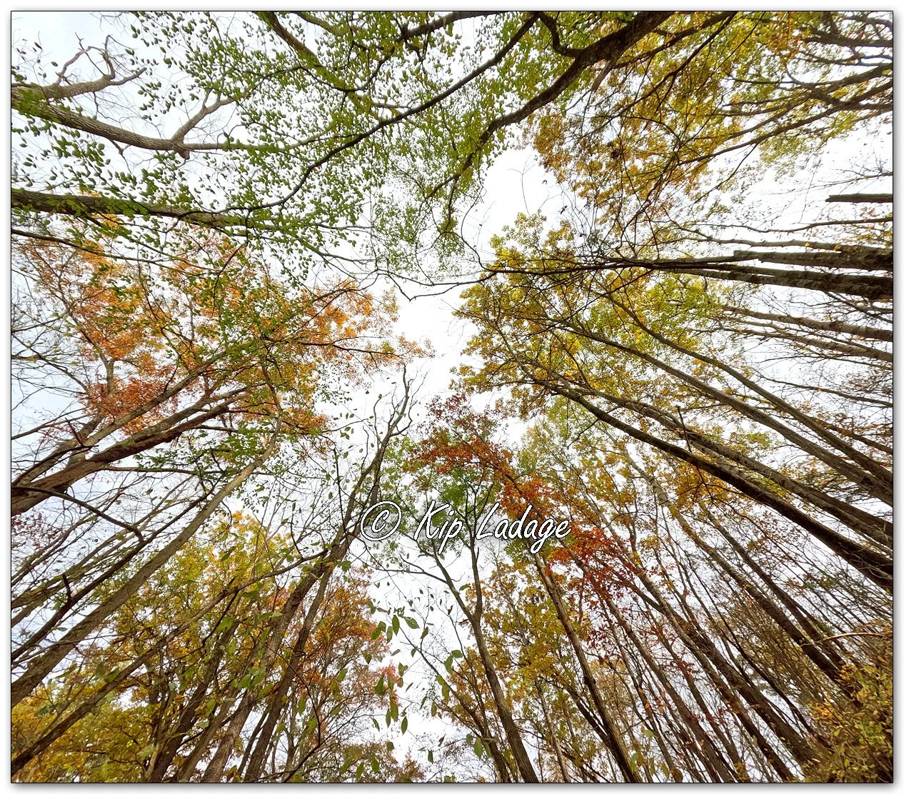 Kip’s Comments - October 25, 2025