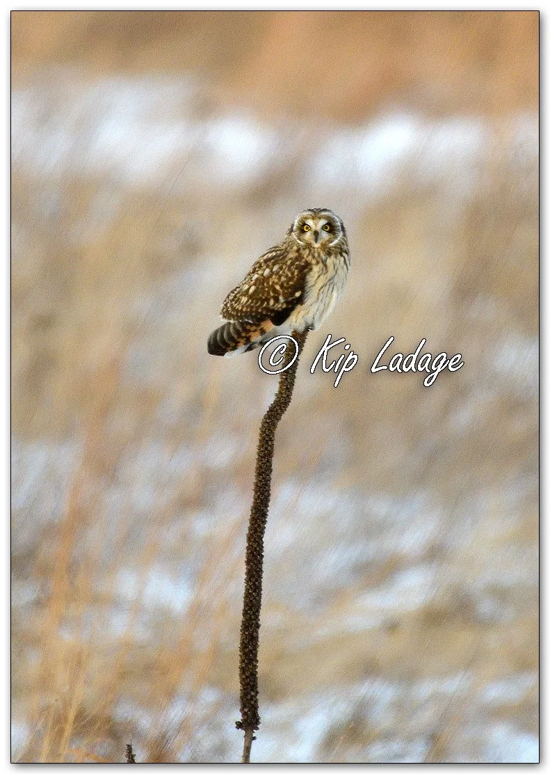 Kip’s Comments - December 14, 2025