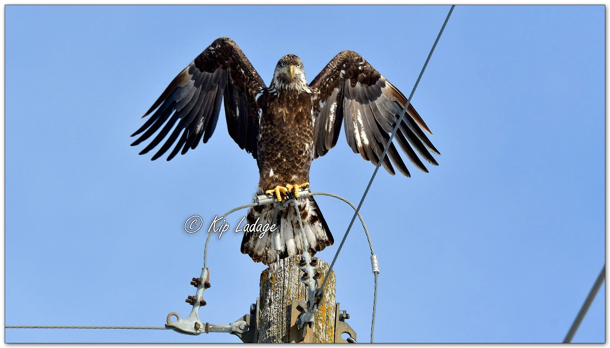 Bald Eagle on Power Pole - Image 1049654