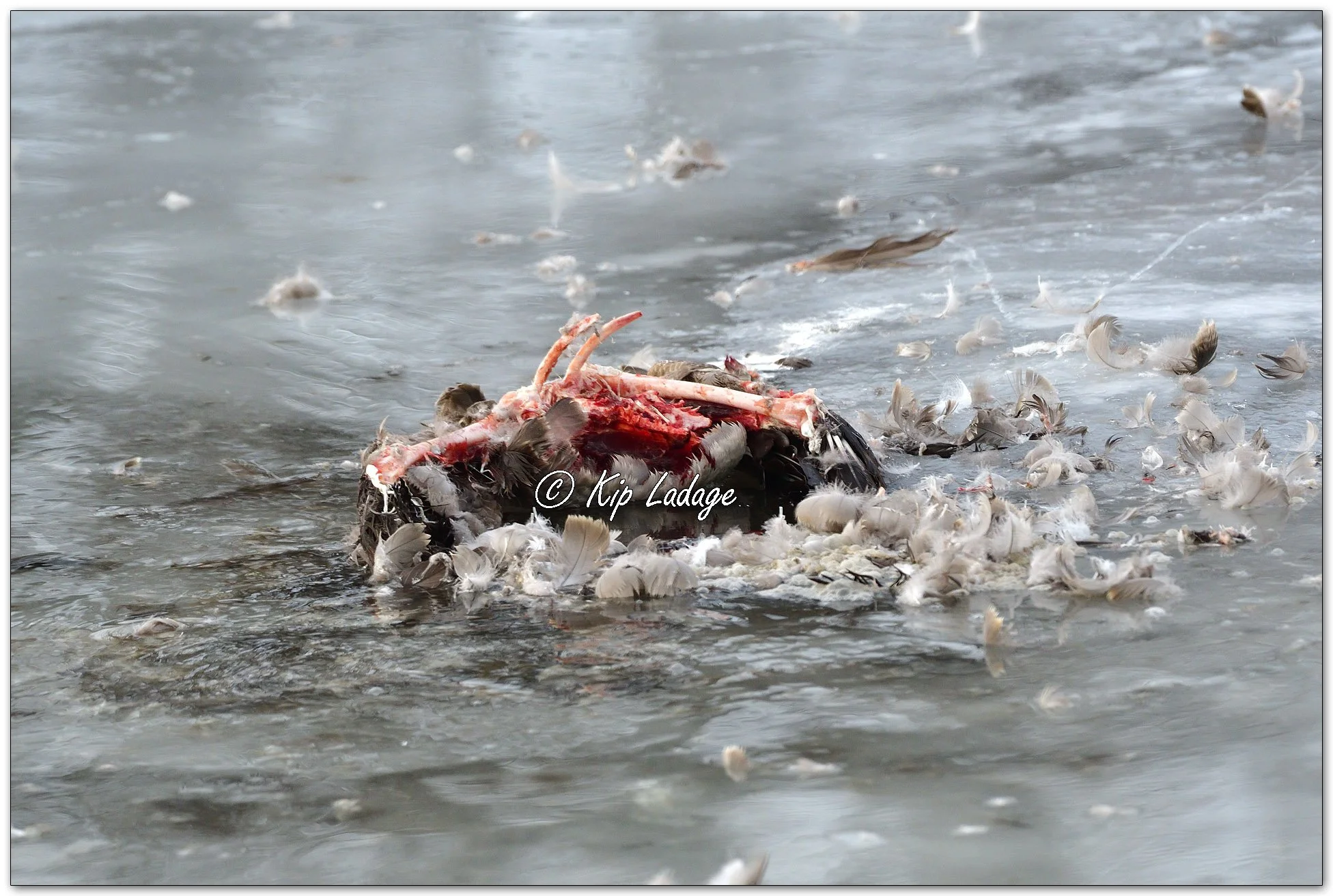 Dead Canada Goose on River - Image 1050065