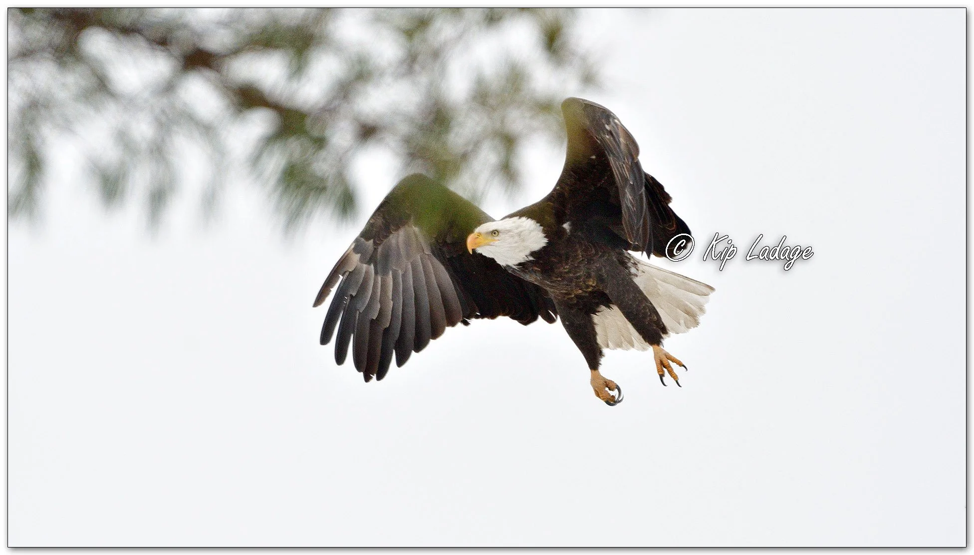 Adult Bald Eagle - Image 1051074