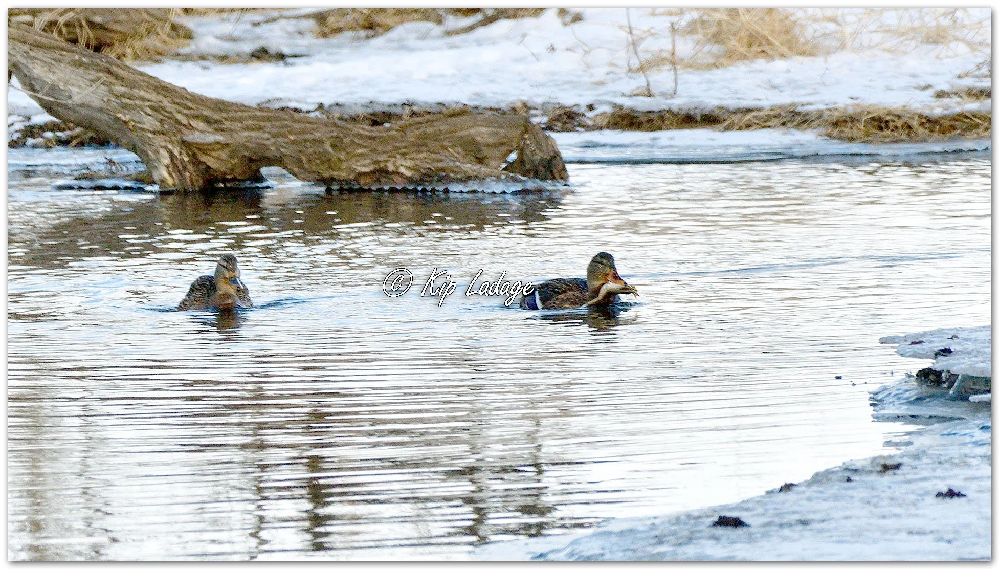 Hen Mallard Eating Frog - Image 1051458