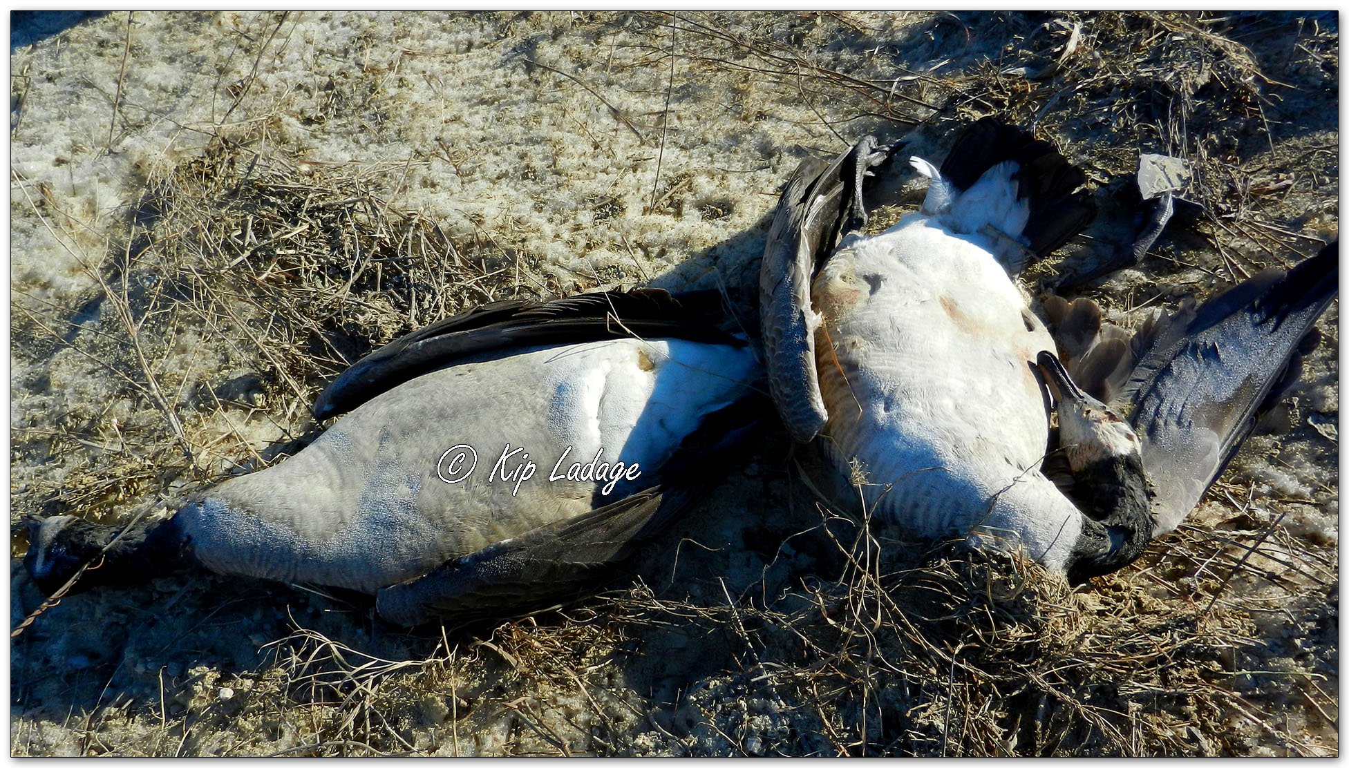 Dead Canada Geese in Ditch - Image 1051563