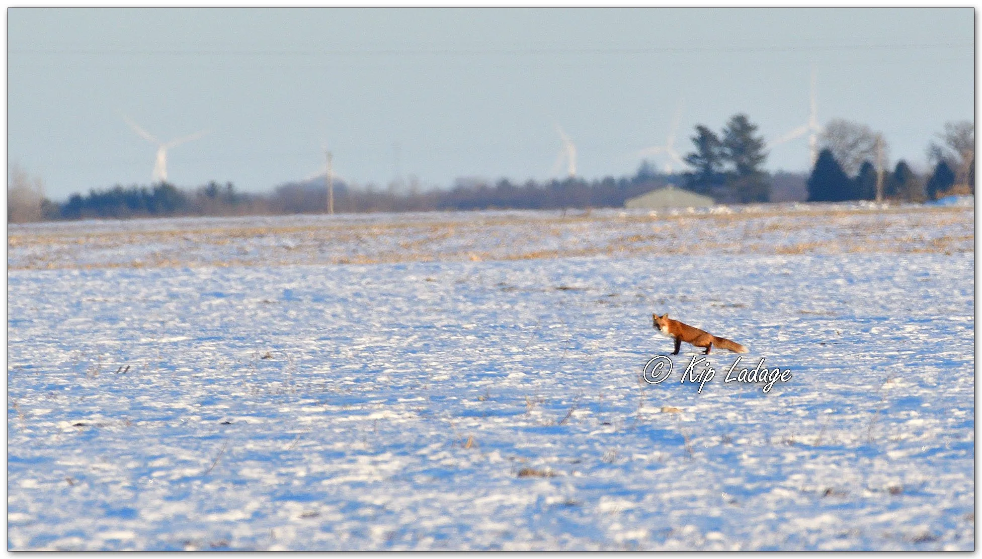 Red Fox in Snowy Field - Image 1051634