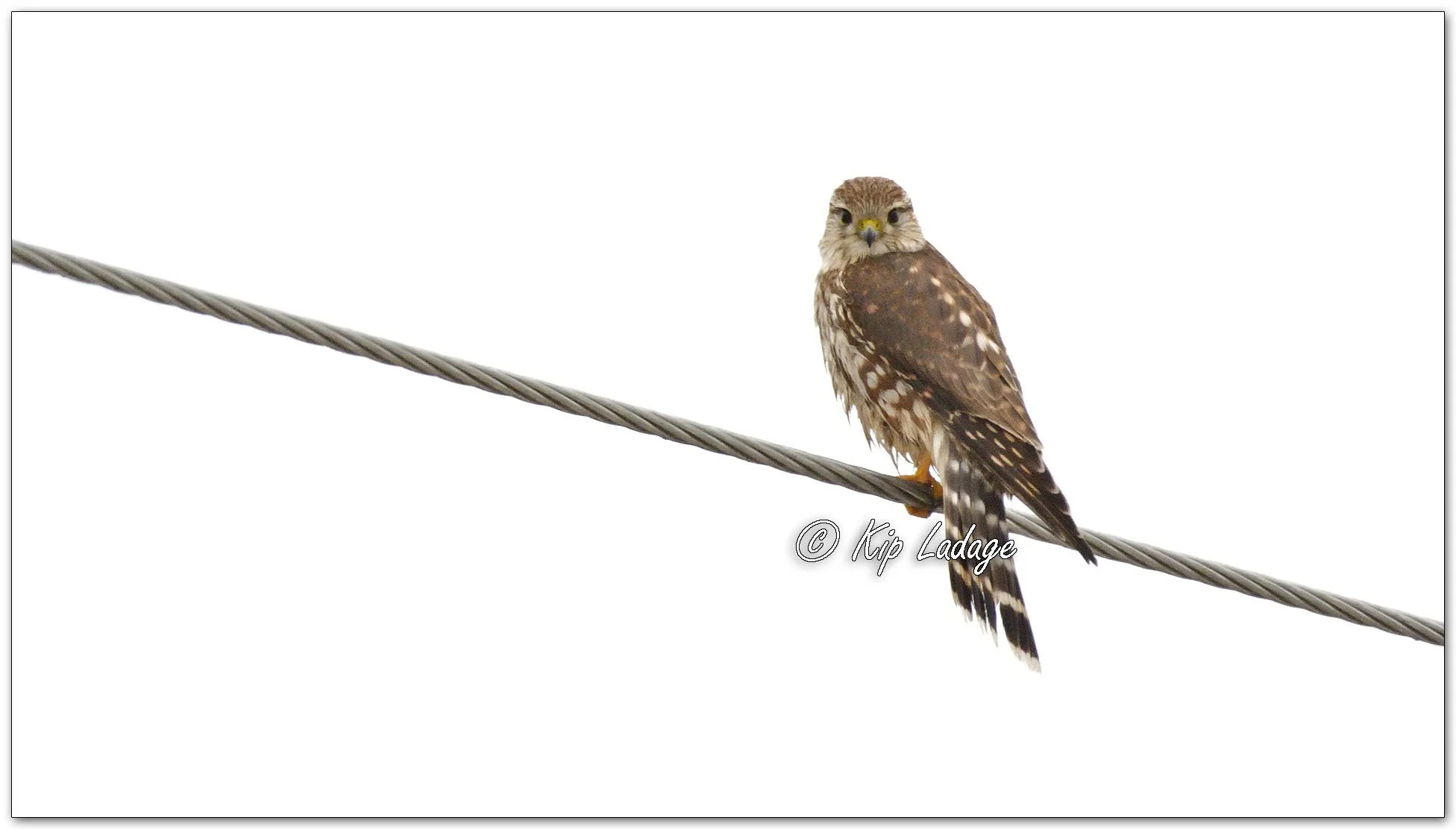 Merlin in Fog - Image 1052063