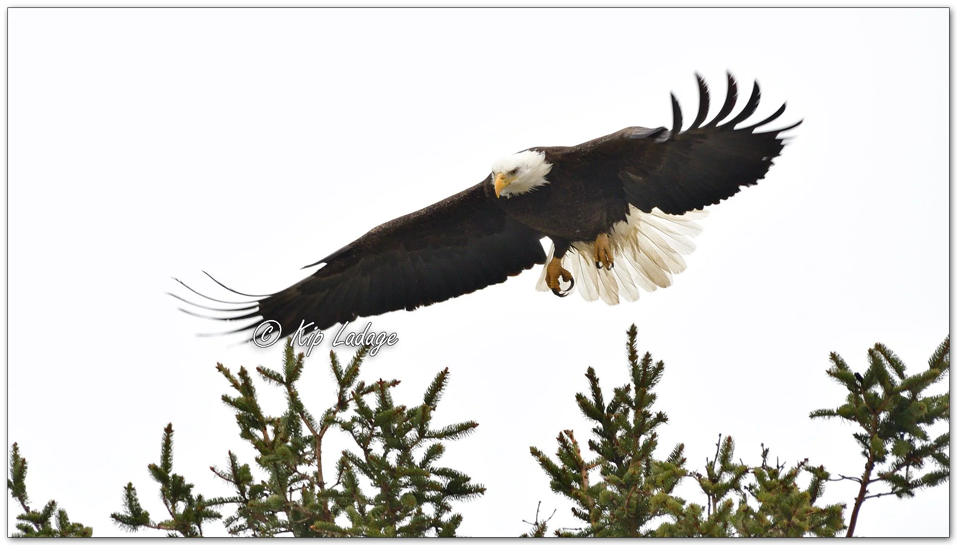 Adult Bald Eagle - Image 1052151