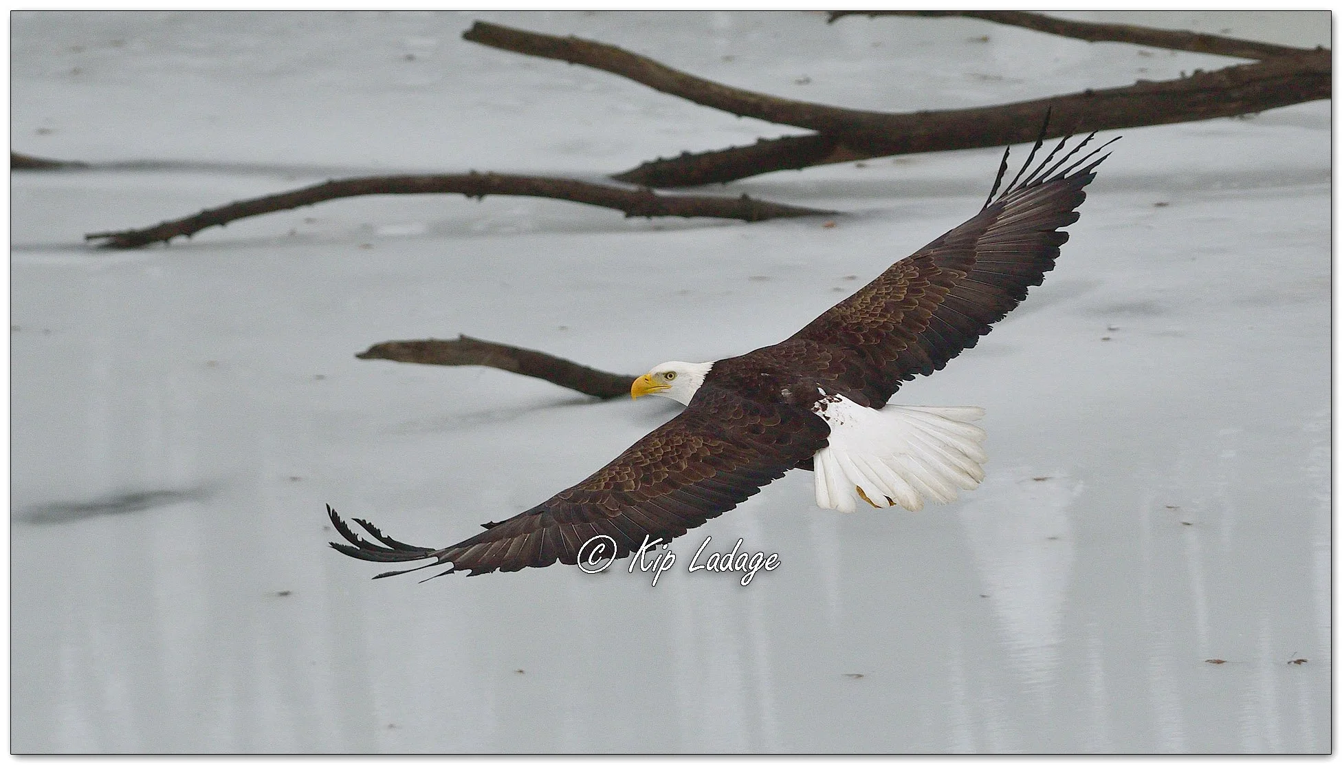 Adult Bald Eagle - Image 1052931