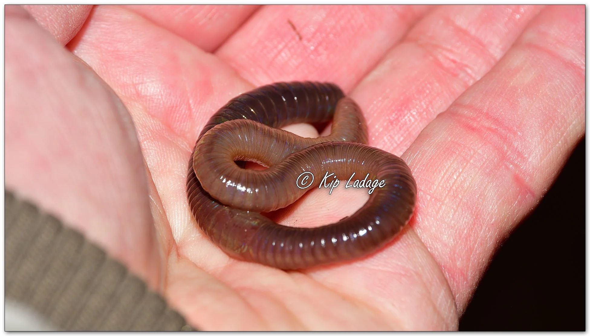 Nightcrawler Before Blizzard - Image 1053114