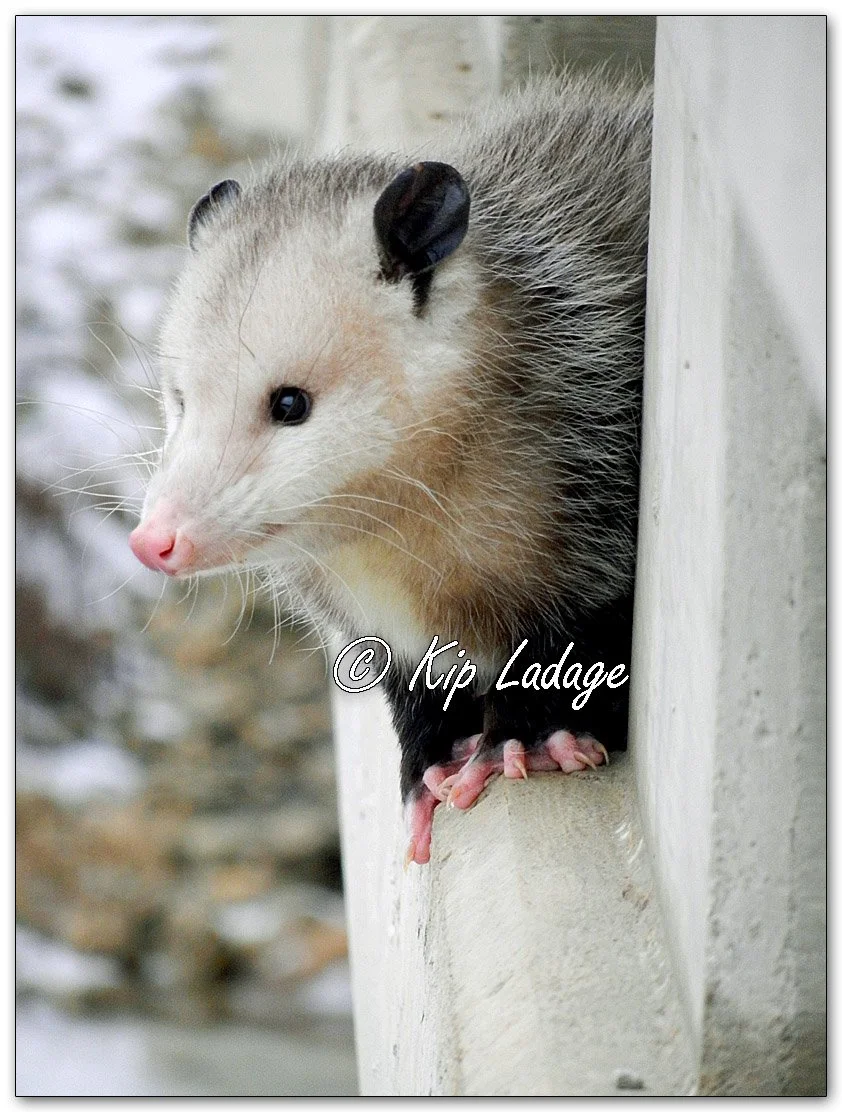 Opossum on Bridge - Image 1053805