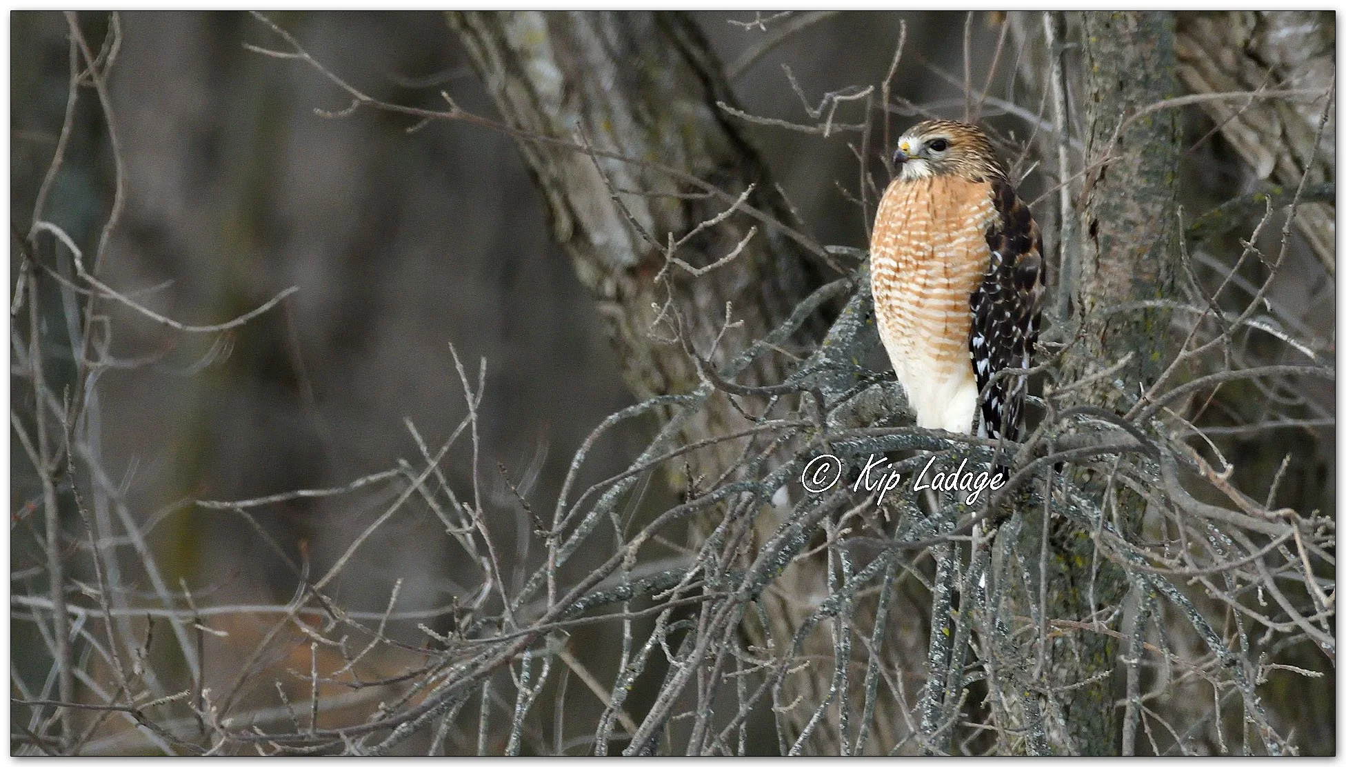 Red-shouldered Hawk - Image 1054362