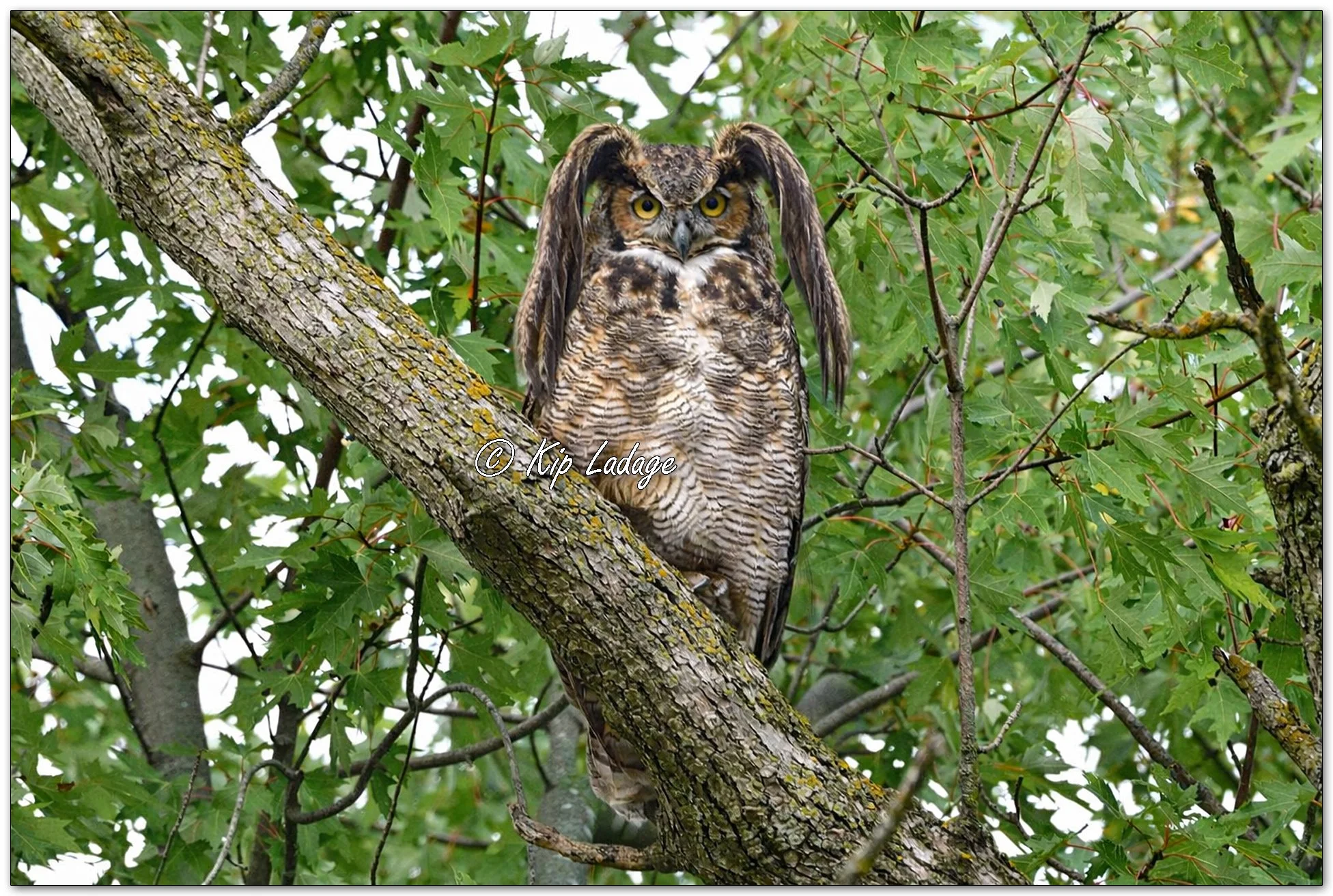 Unique Long-eared Owl