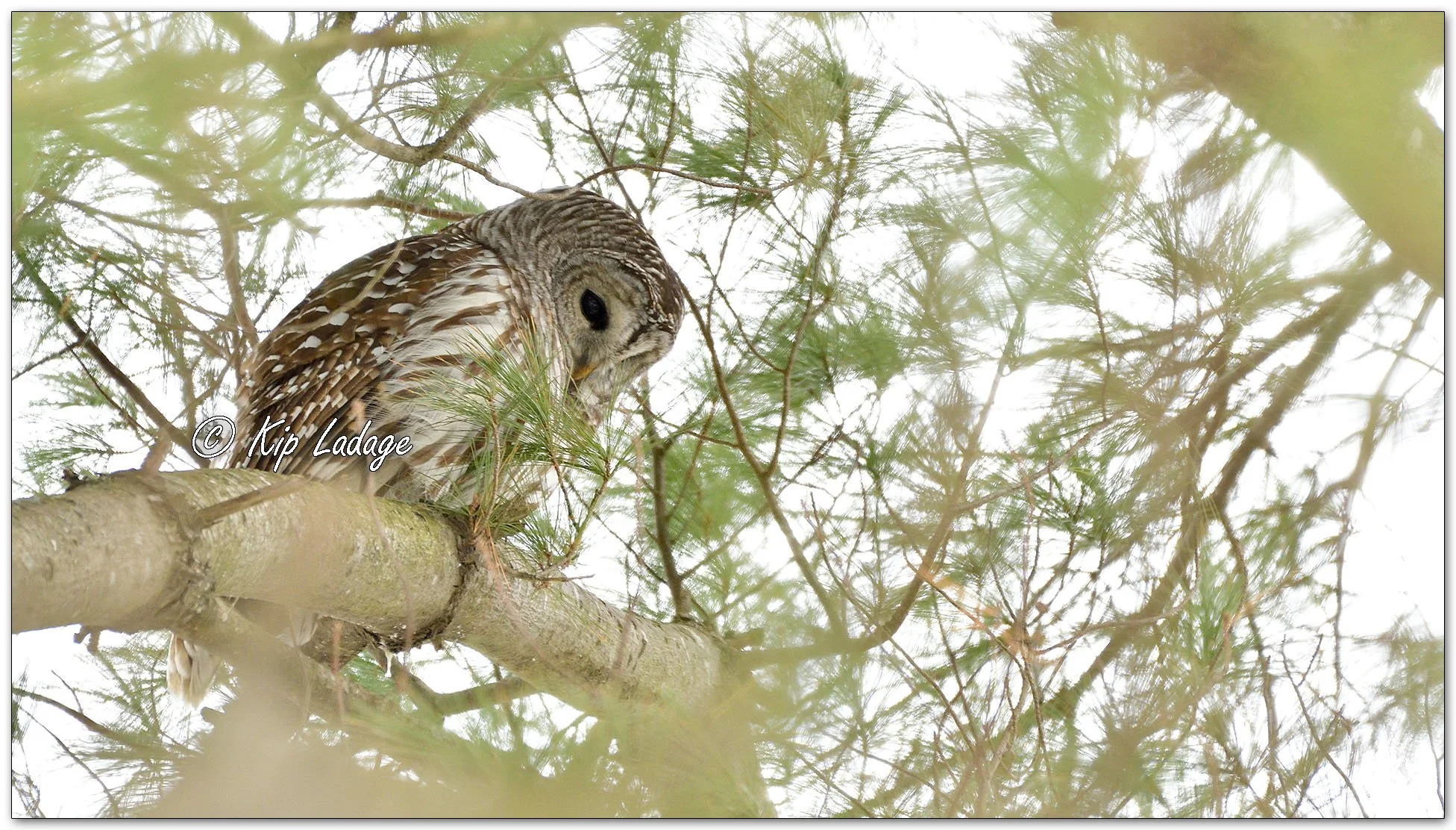 Barred Owl - Image 1054466
