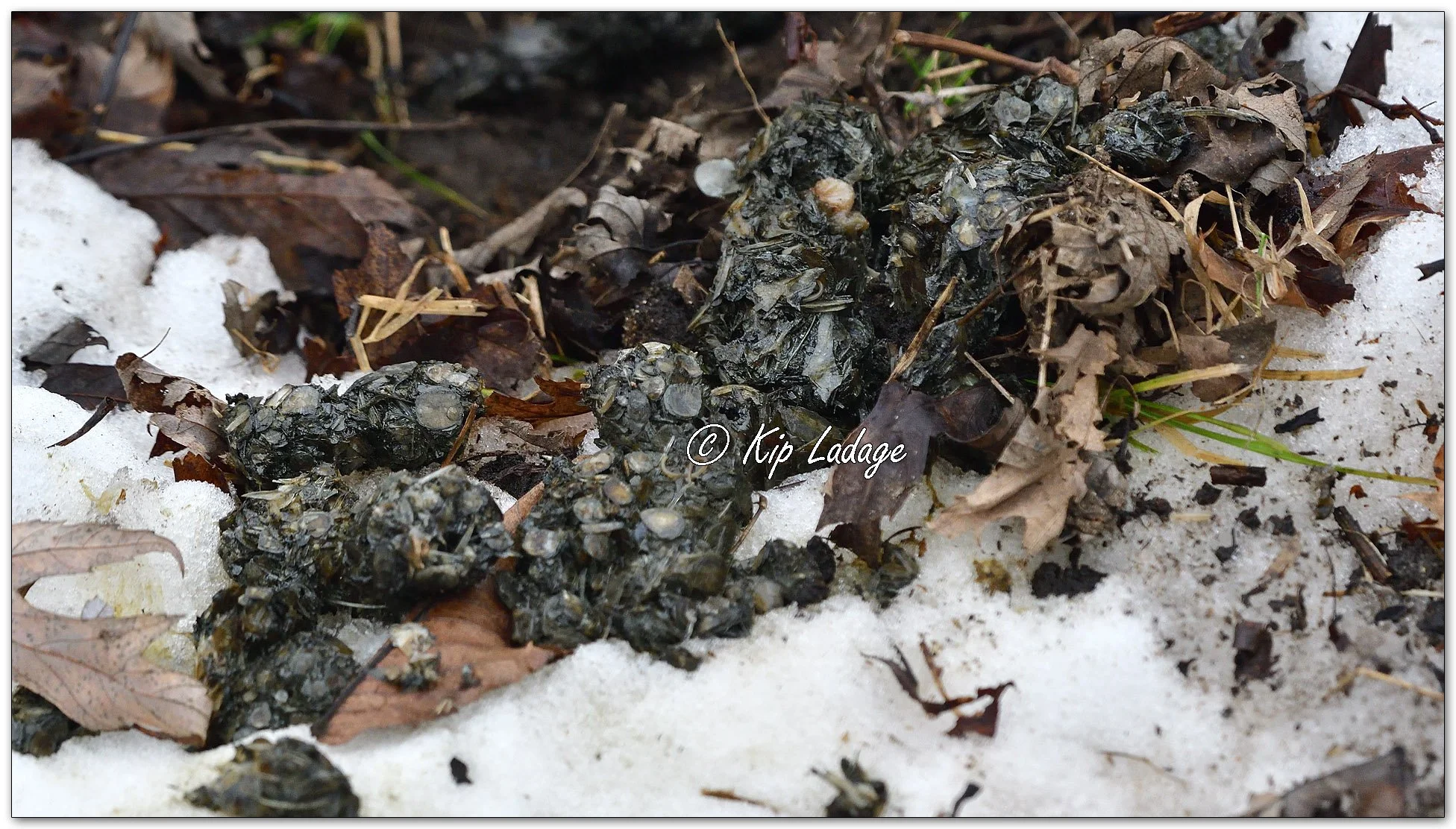 River Otter Scat - Image 1054596