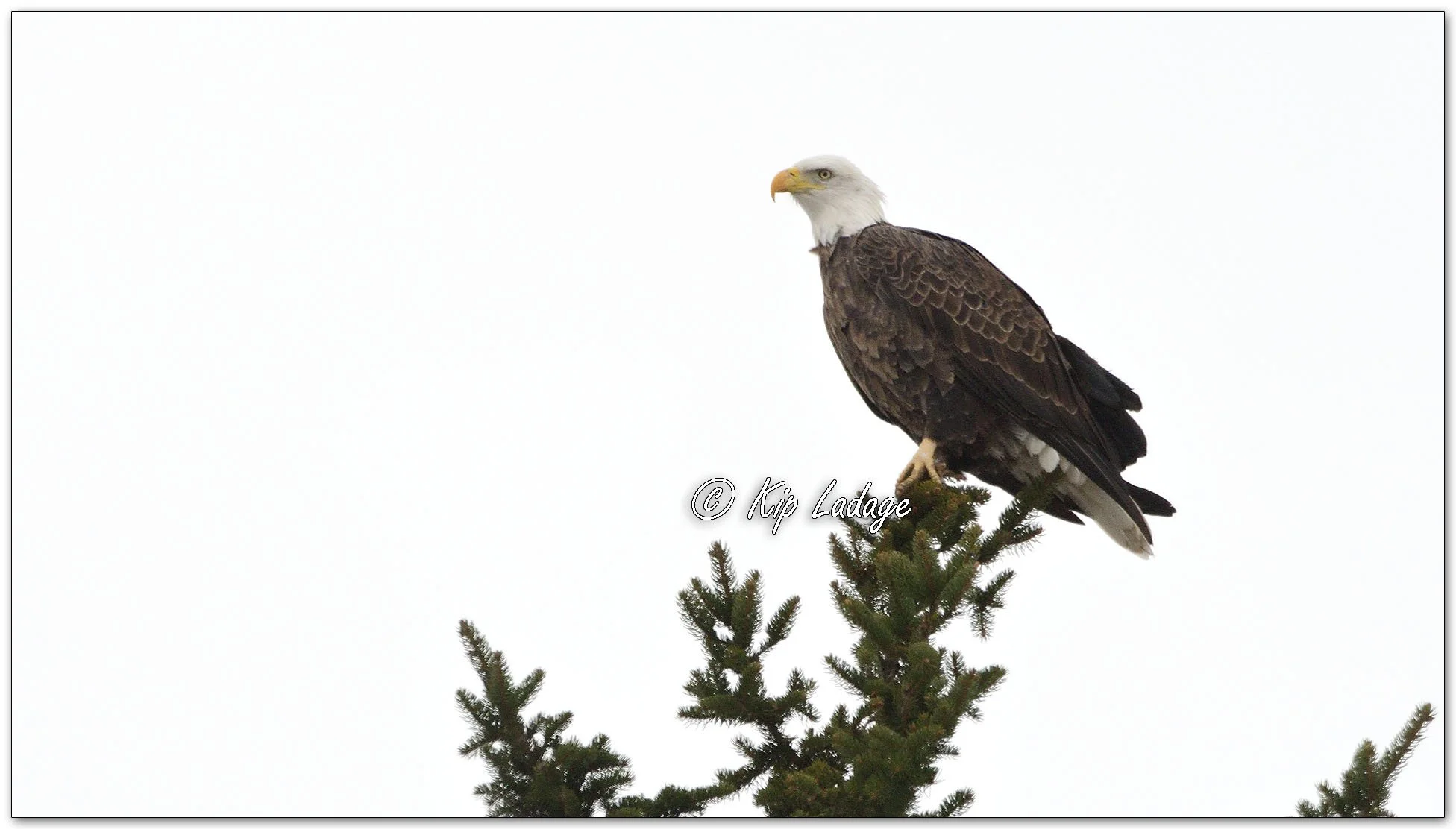 Adult Bald Eagle in Tree - Image 1055586
