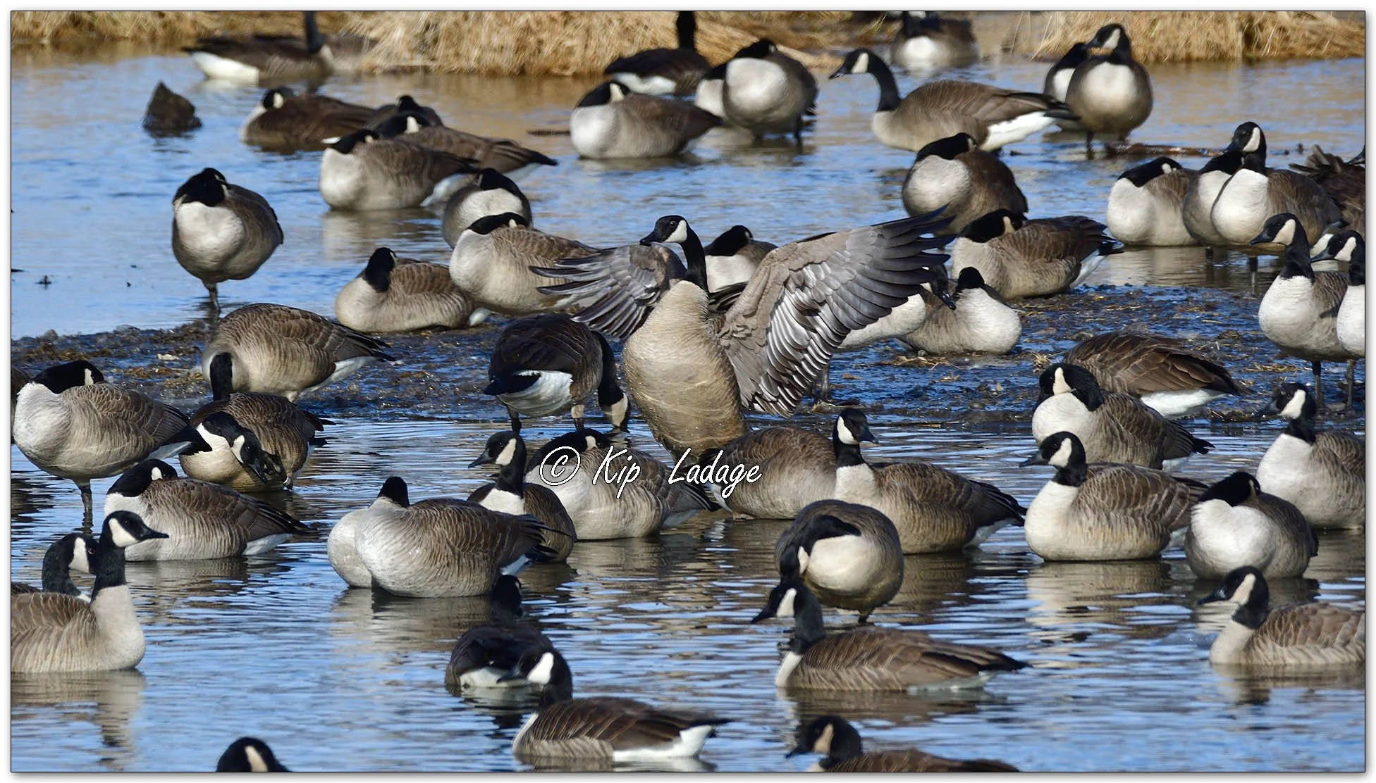 Canada Geese - Image 1056162