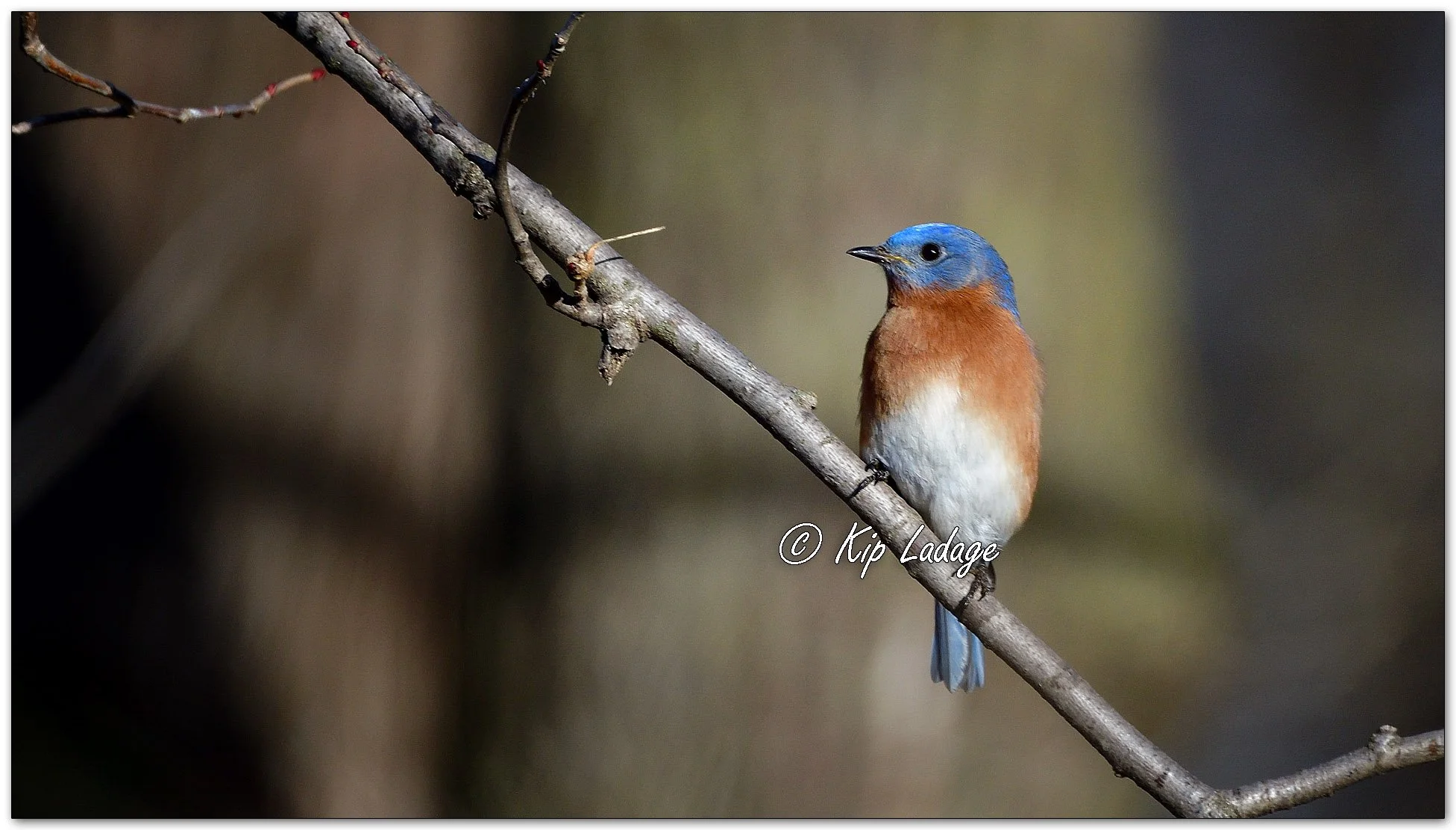 Eastern Bluebird - Image 1056349
