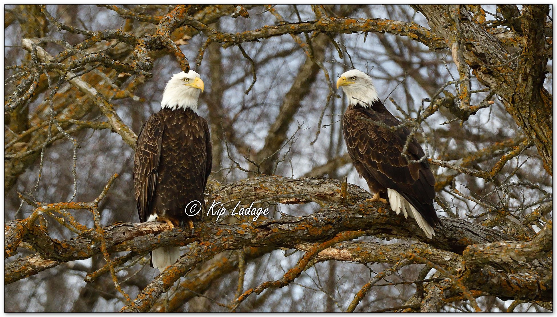 Two Bald Eagles on Branch - Image 1056914