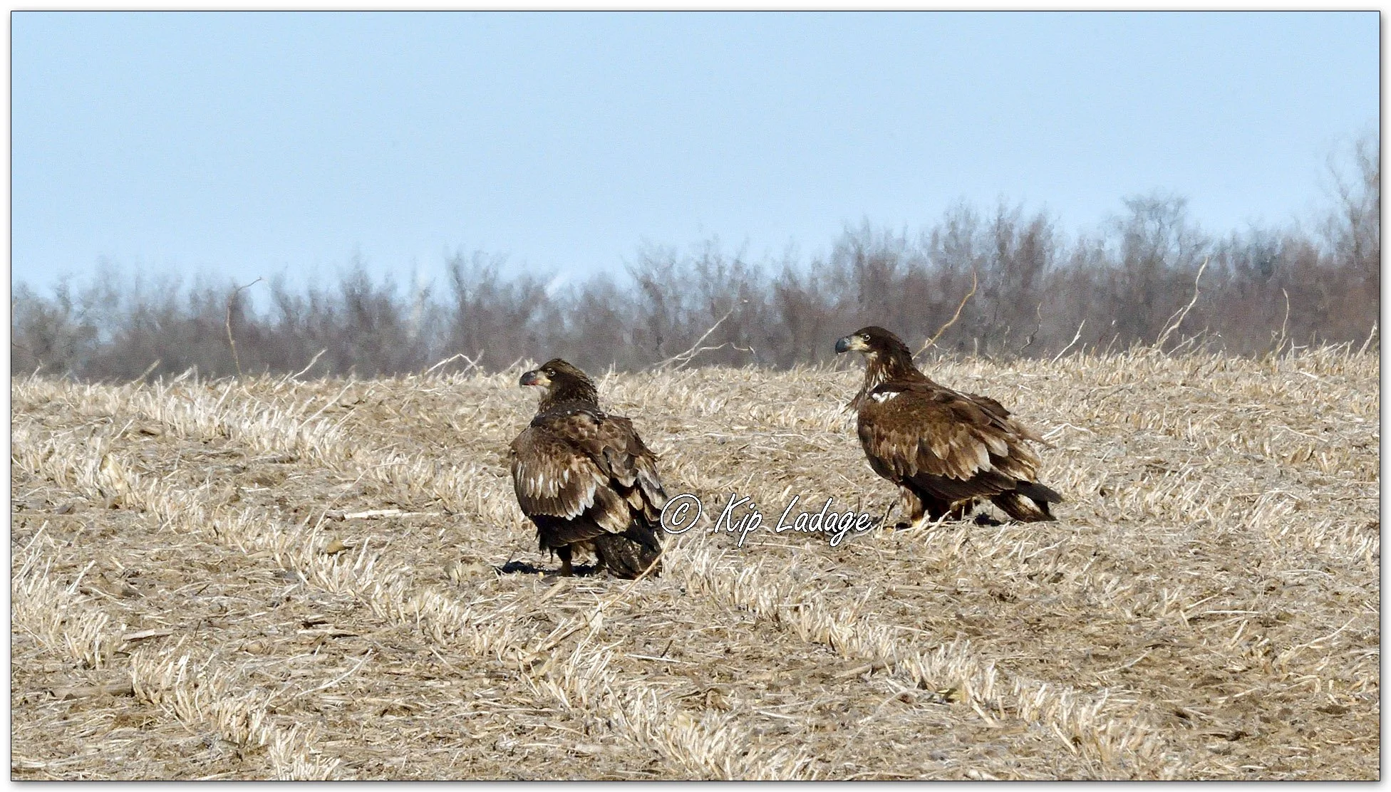 Young Bald Eagles in Field - Image 1057066