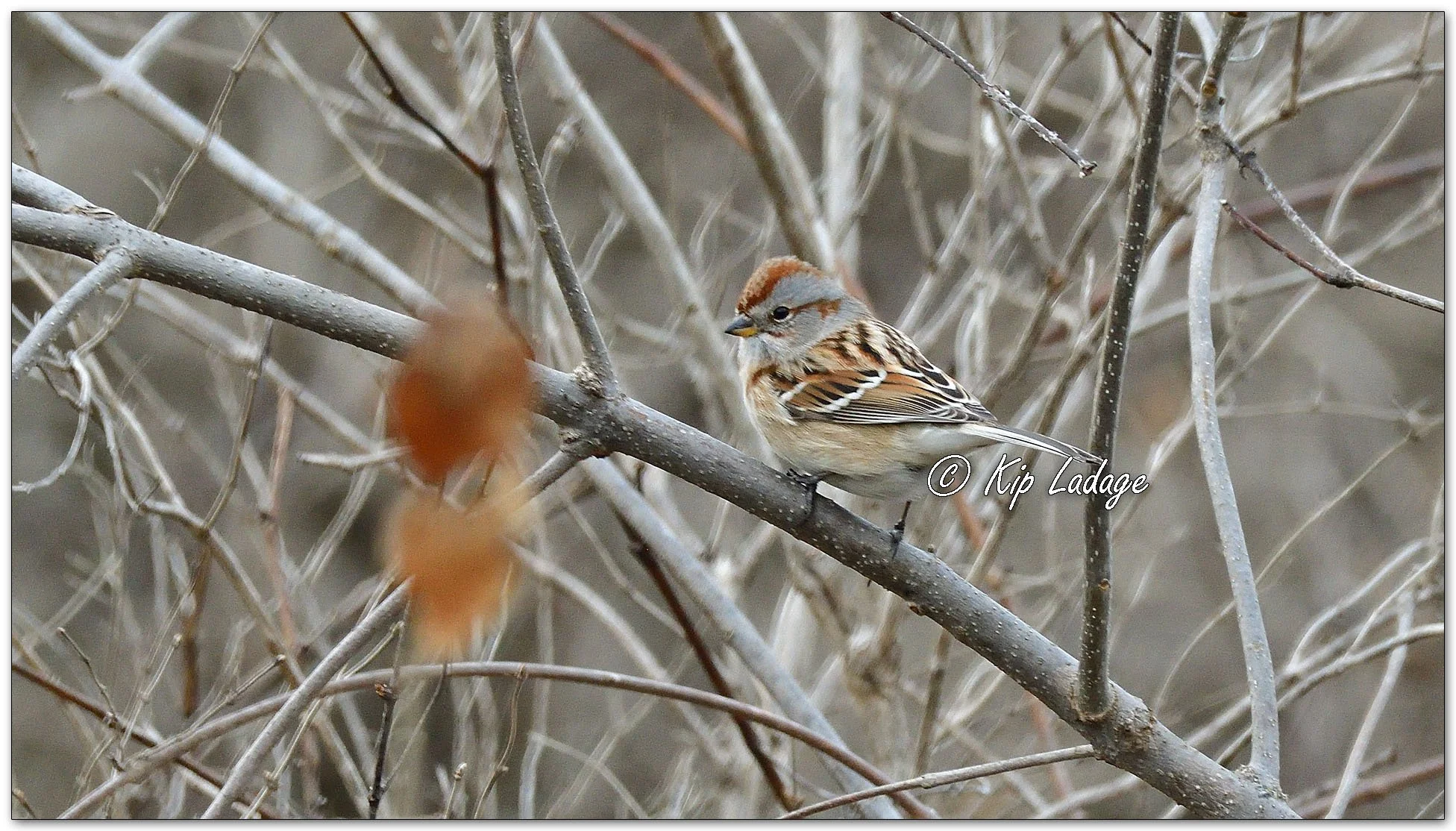 American Tree Sparrow - Image 1057091