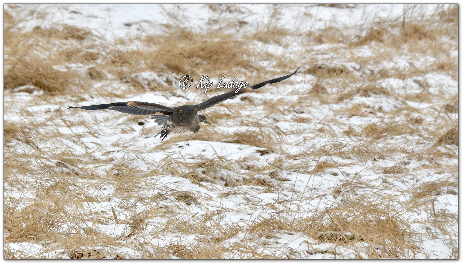 Great Blue Heron in Winter - Image 1058825