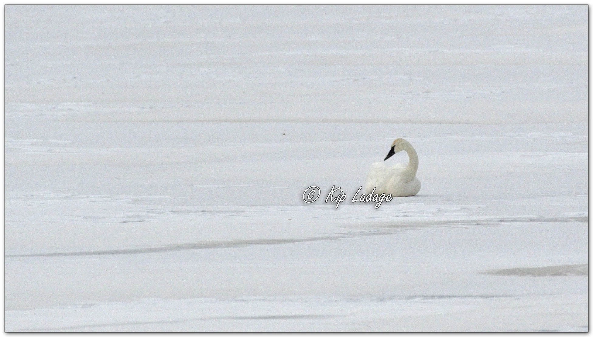 Kip’s Comments - January 20, 2026