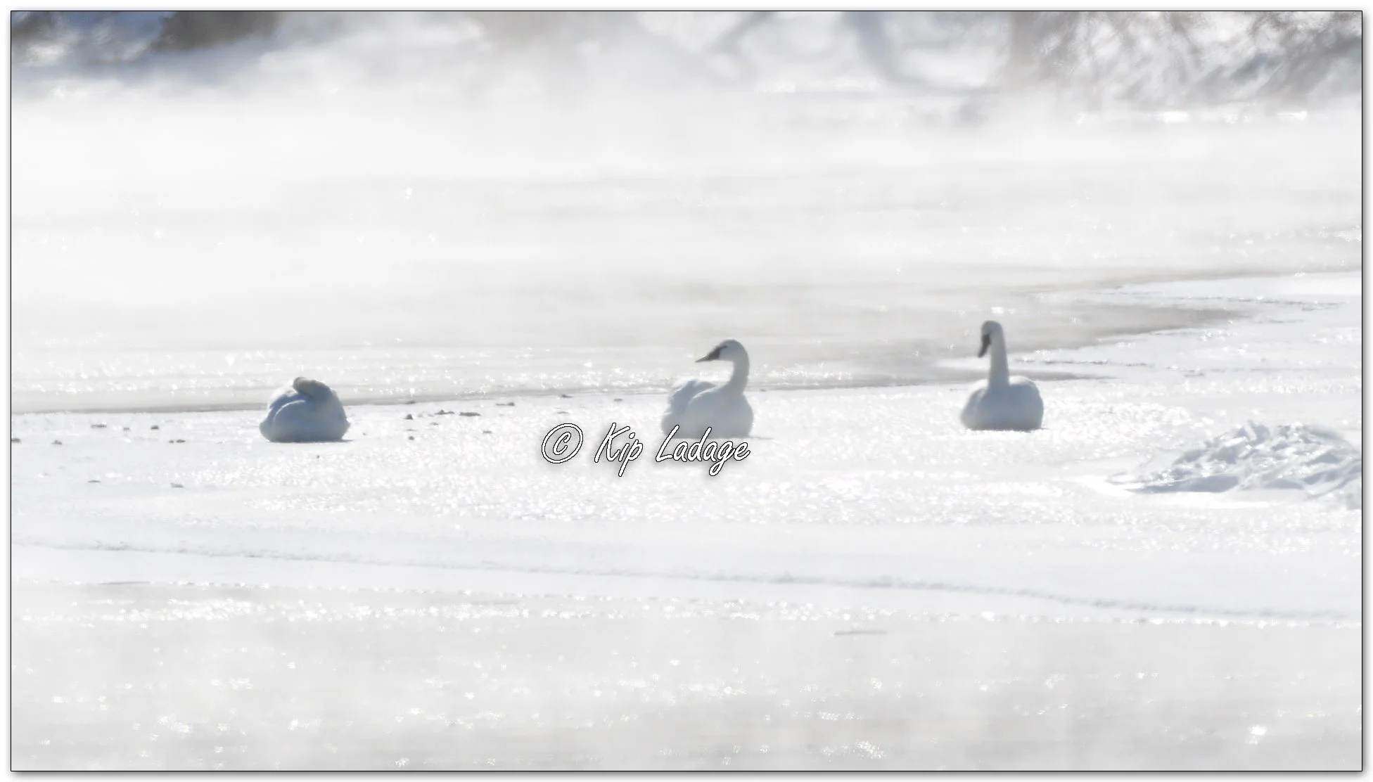 Trumpeter Swans in River Steam - Image 1059139
