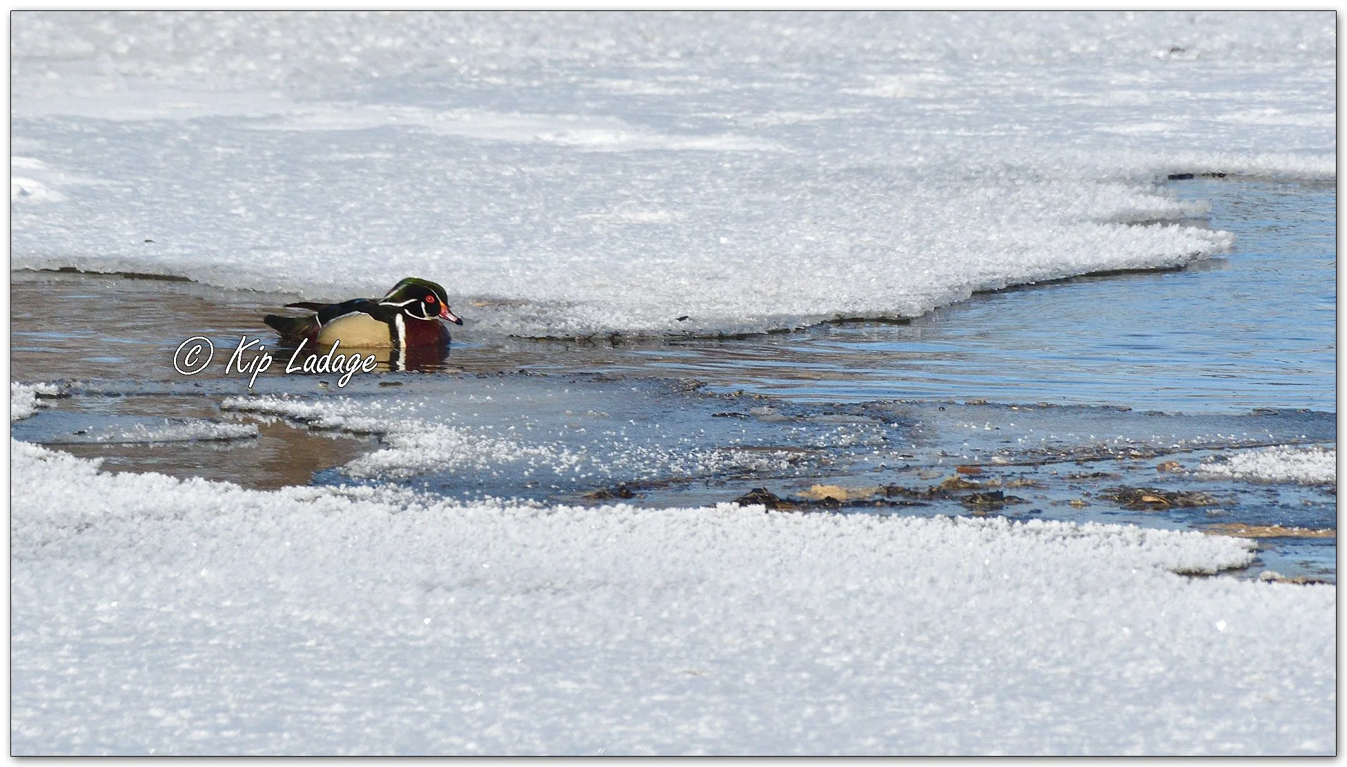 Kip’s Comments - January 25, 2026