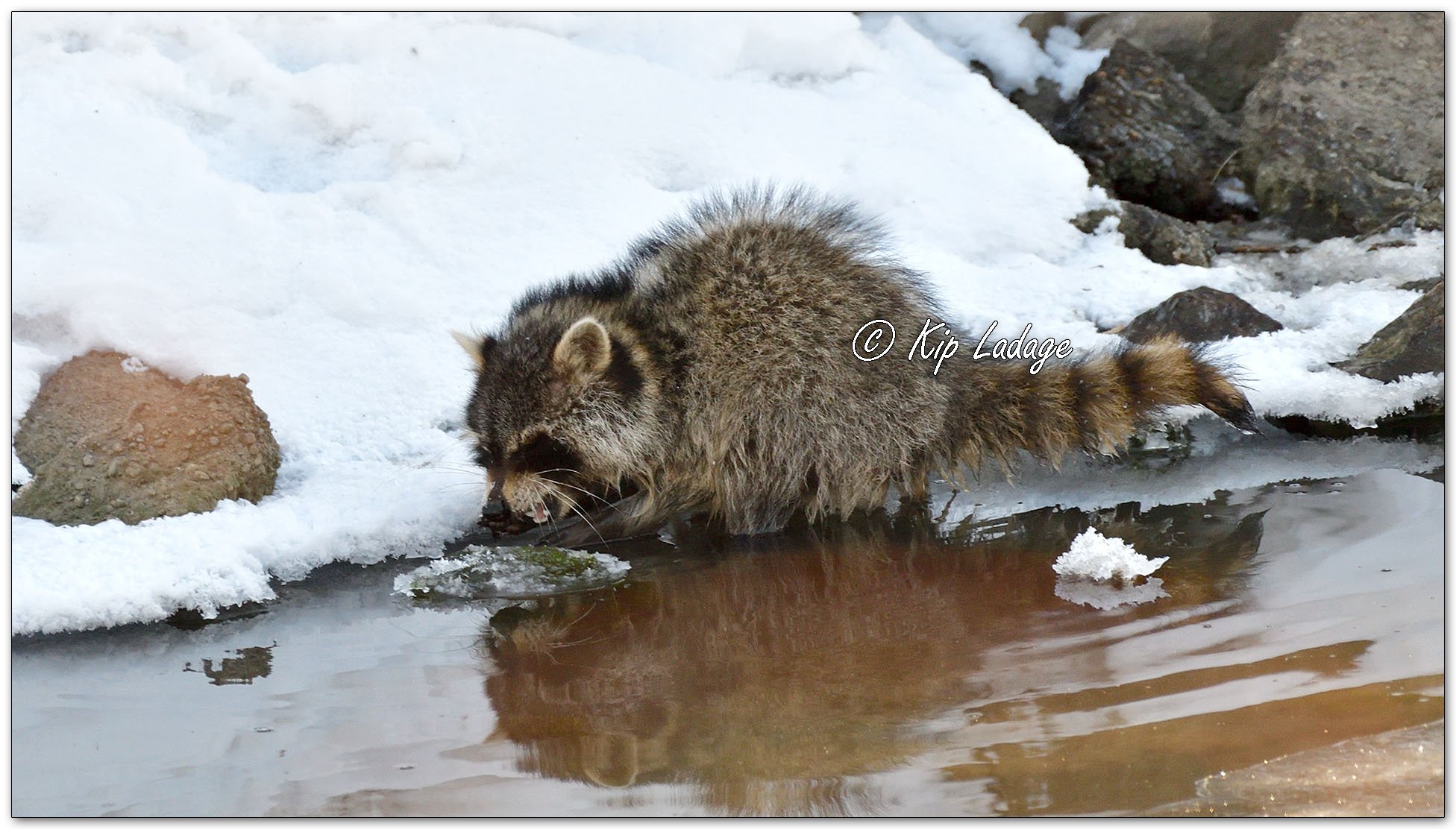 Kip’s Comments - January 26, 2026