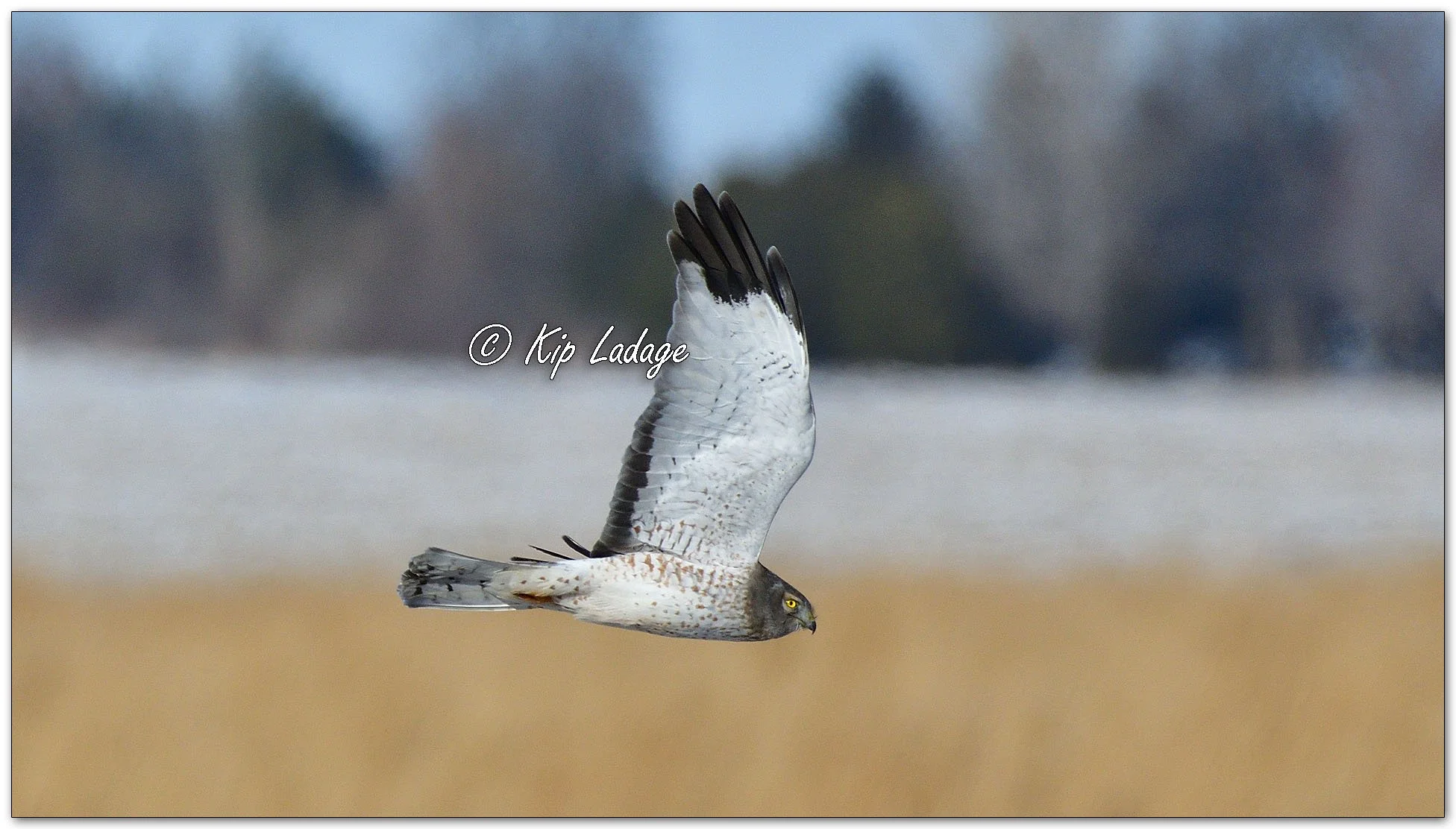 Kip’s Comments - January 29, 2026