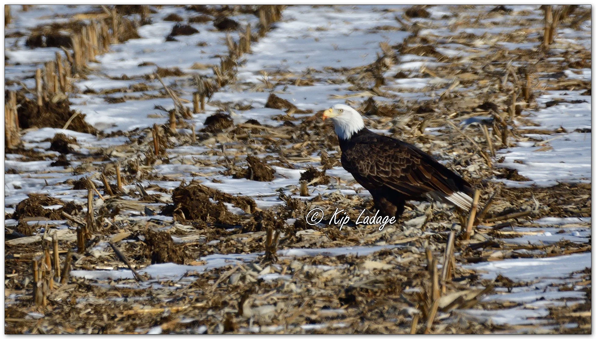 Kip’s Comments - January 31, 2026