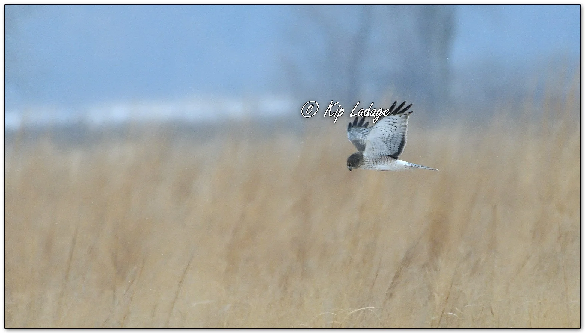 Kip’s Comments - February 1, 2026