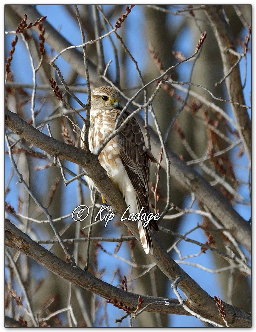 Kip’s Comments - February 2, 2026