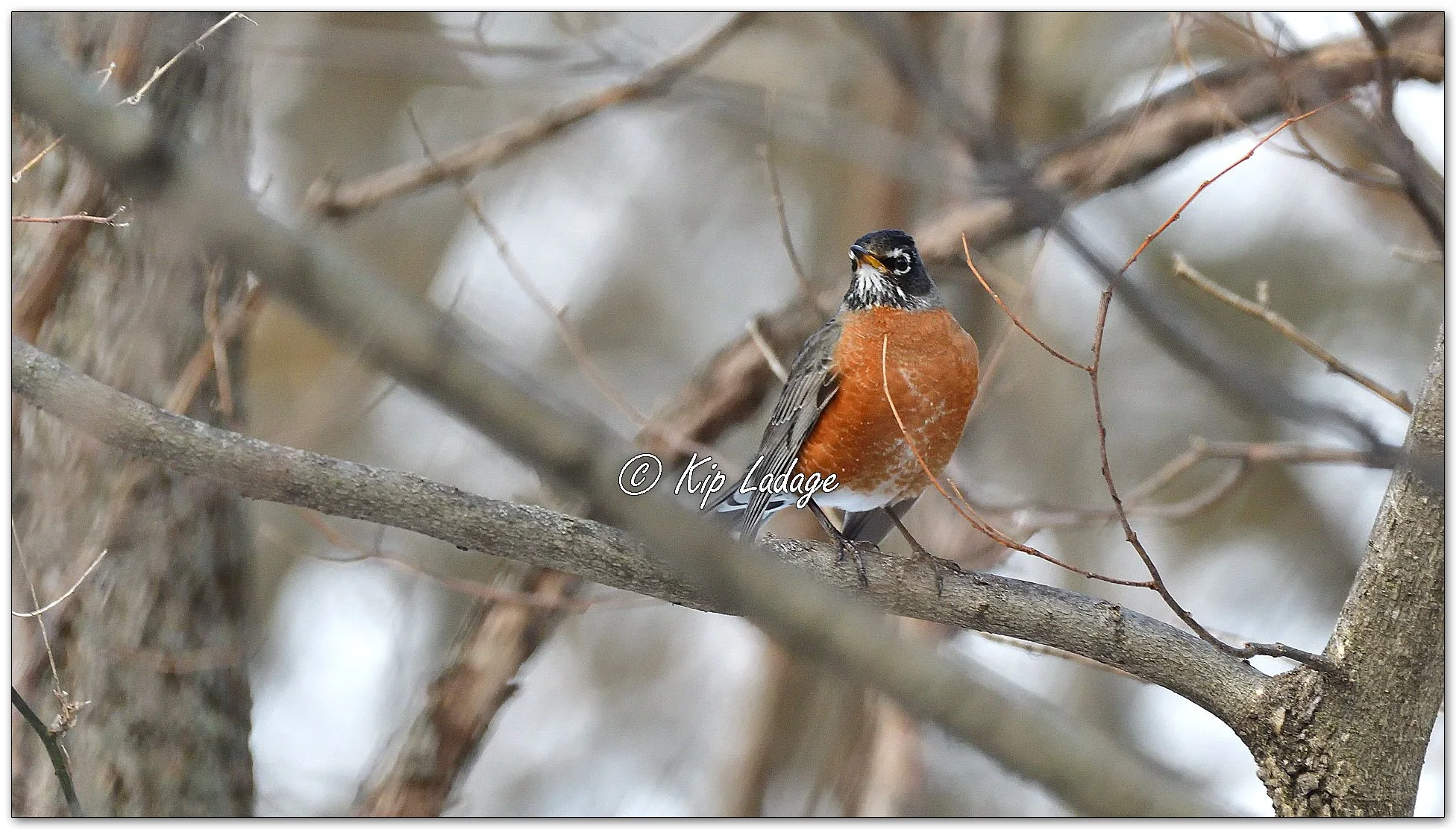 American Robin - Image 1062516