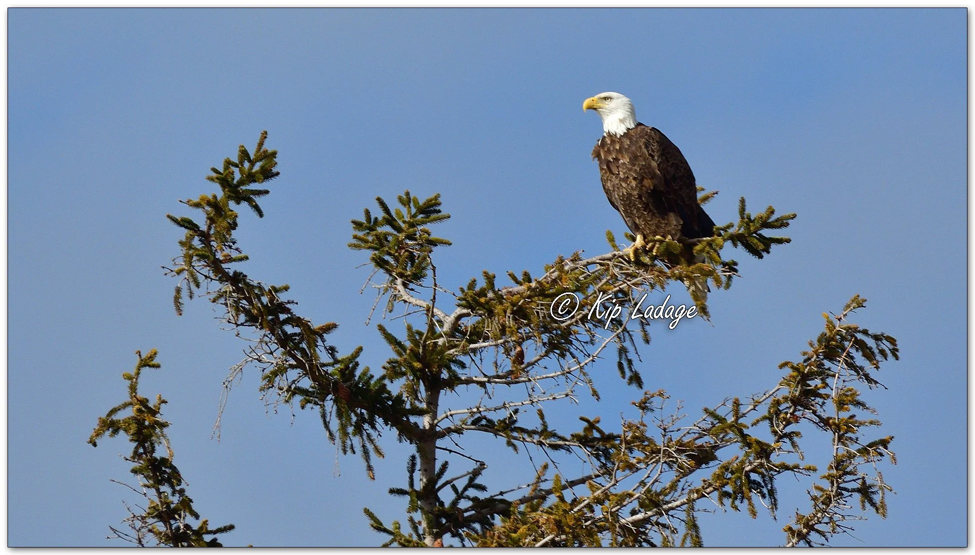 Kip’s Comments - February 12, 2026